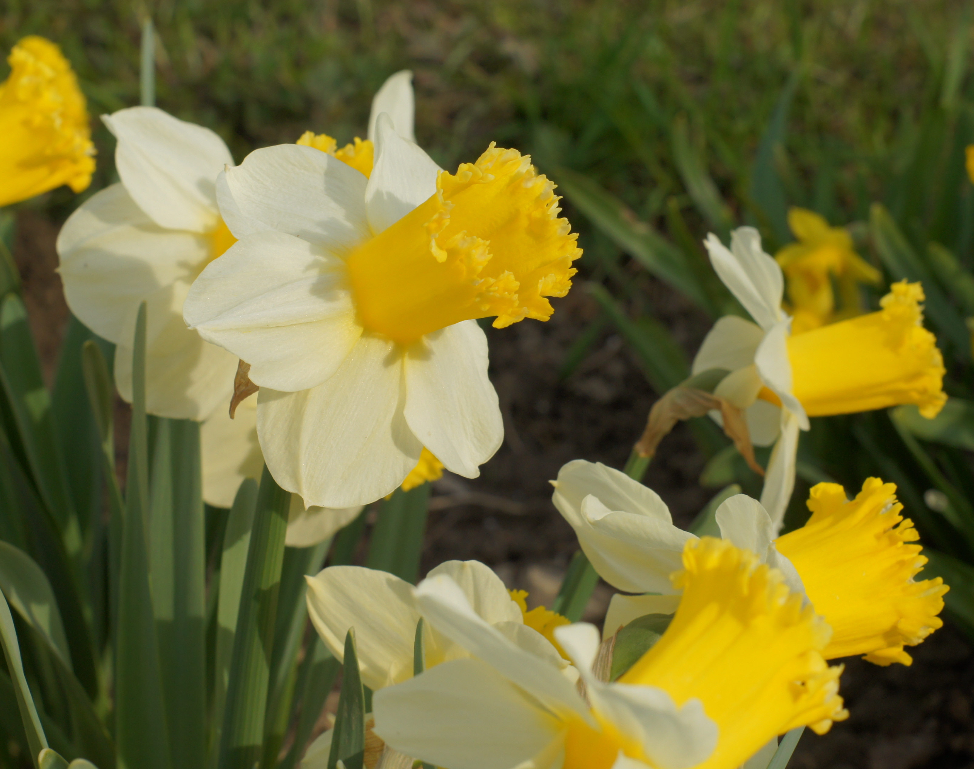 Nahaufnahme gelb-weißer Narzissen mit leuchtend gelber Trompete und weißen Blütenblättern im Blumenbeet, Frühlingsbepflanzung
