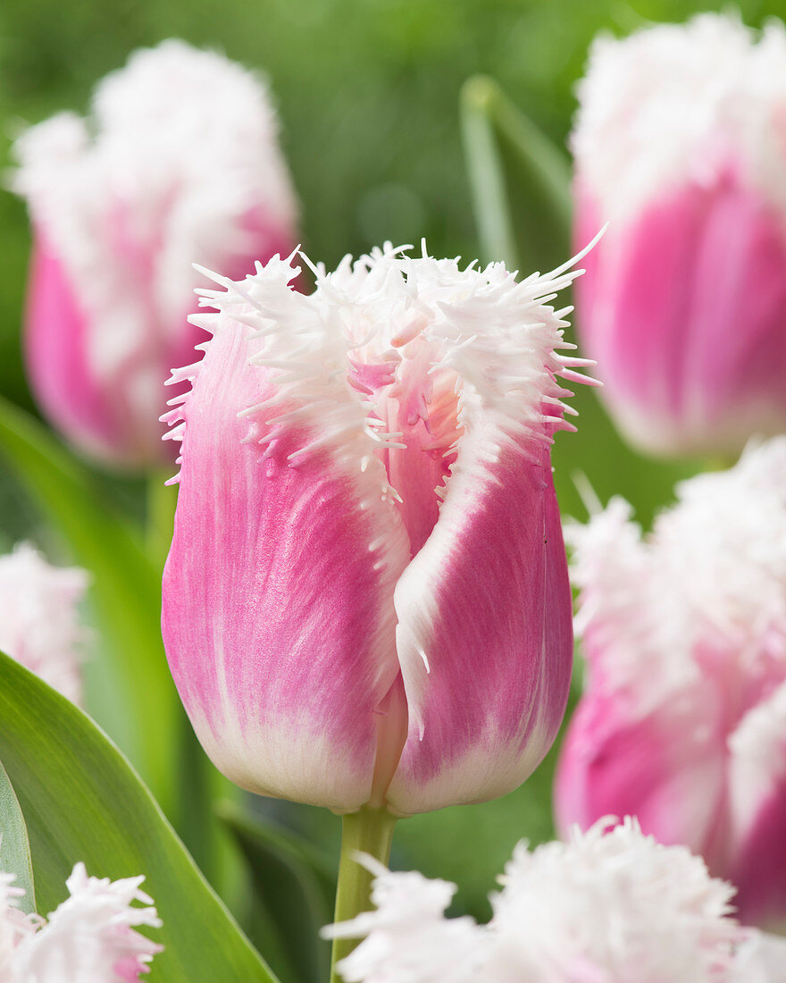 52517_Crispa-Tulpen Hawaii_visi180721_VP Nahaufnahme einer rosa-weißen Fransen-Tulpe mit weißen gezackten Blütenrändern vor unscharfem grünem Hintergrund