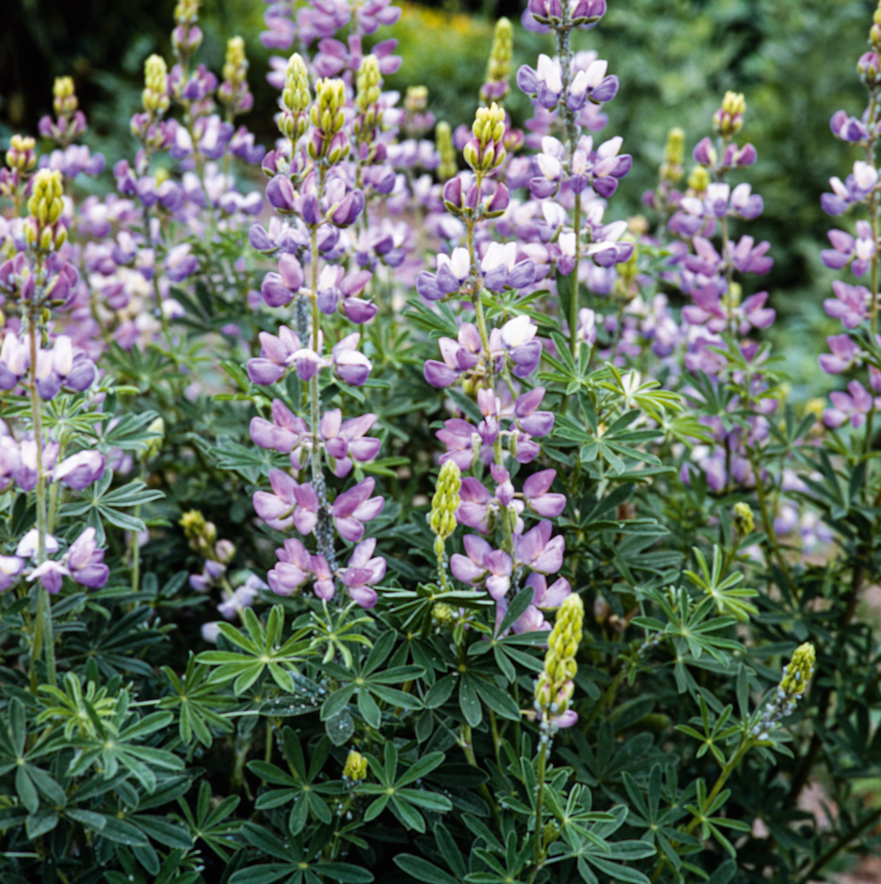 98532_Bitterlupinen Nahaufnahme von violett-rosa blühenden Lupinen (Lupinus) mit fächerförmigem grünem Laub