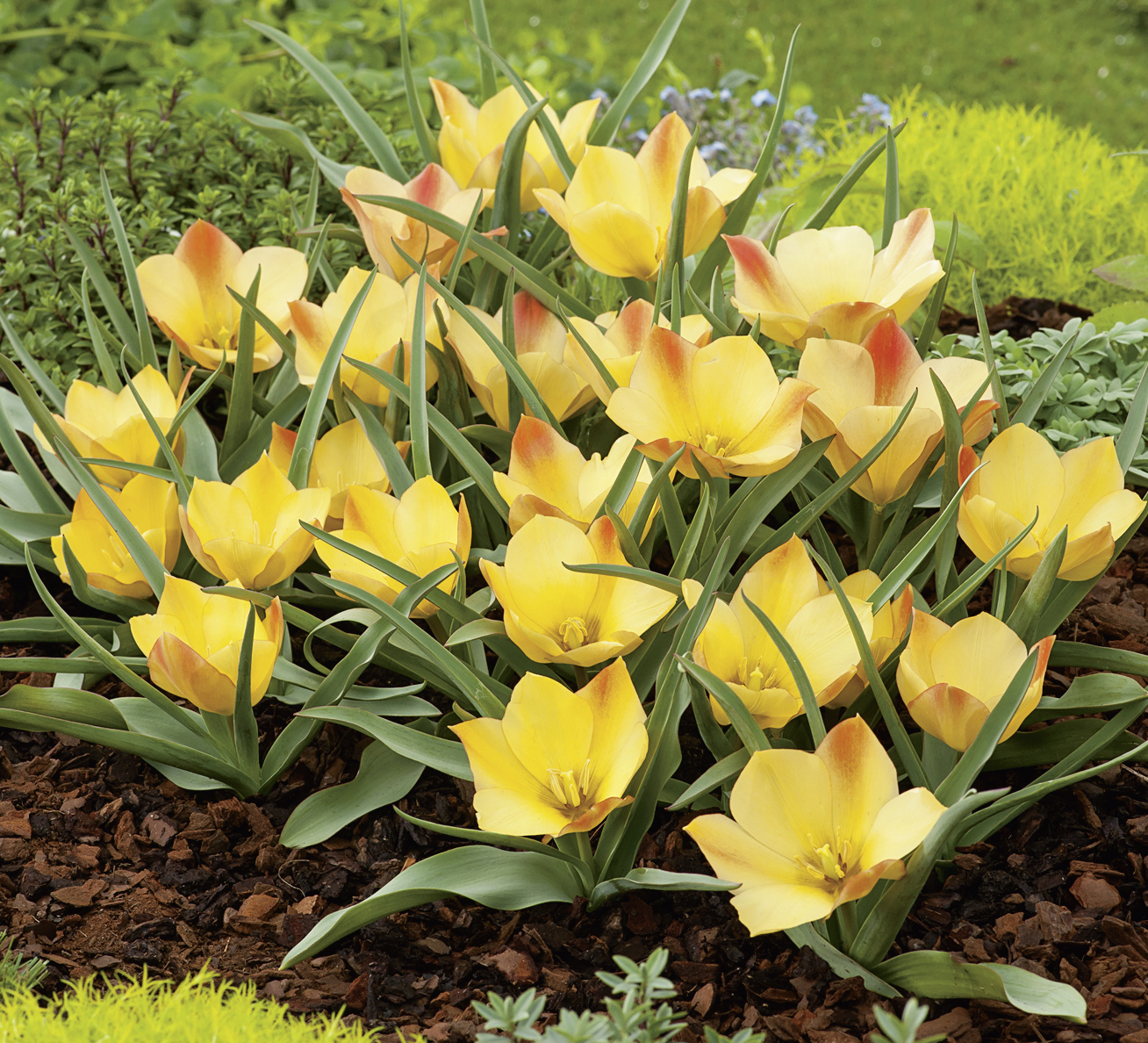 52924_Tulipa batalini Bright Gem FM Nahaufnahme niedriger gelber Tulpen mit orange-roten Spitzen, die in einem blühenden Beet auf Rindenmulch wachsen