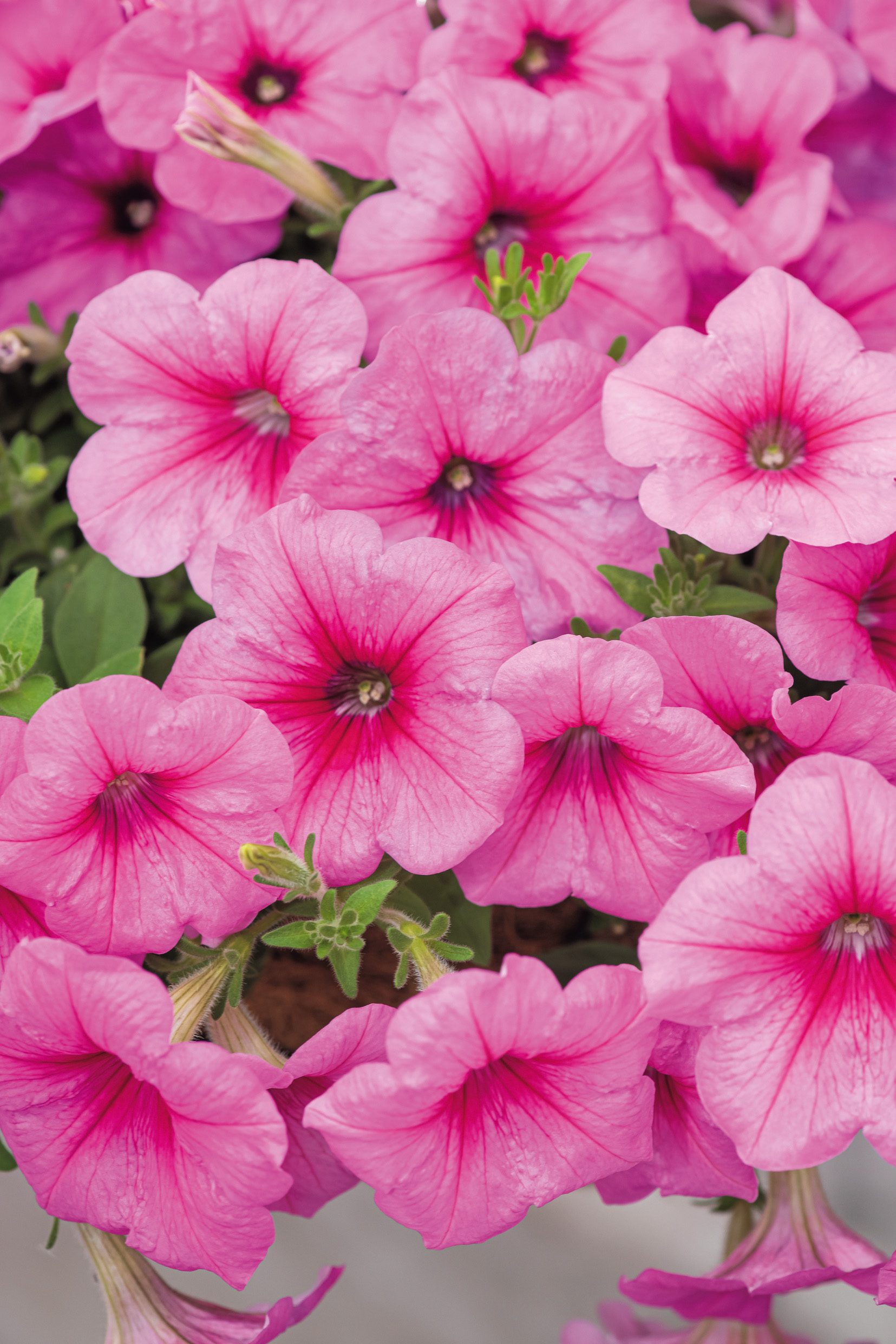 Petunien Tidal Wave Hot Pink  F1