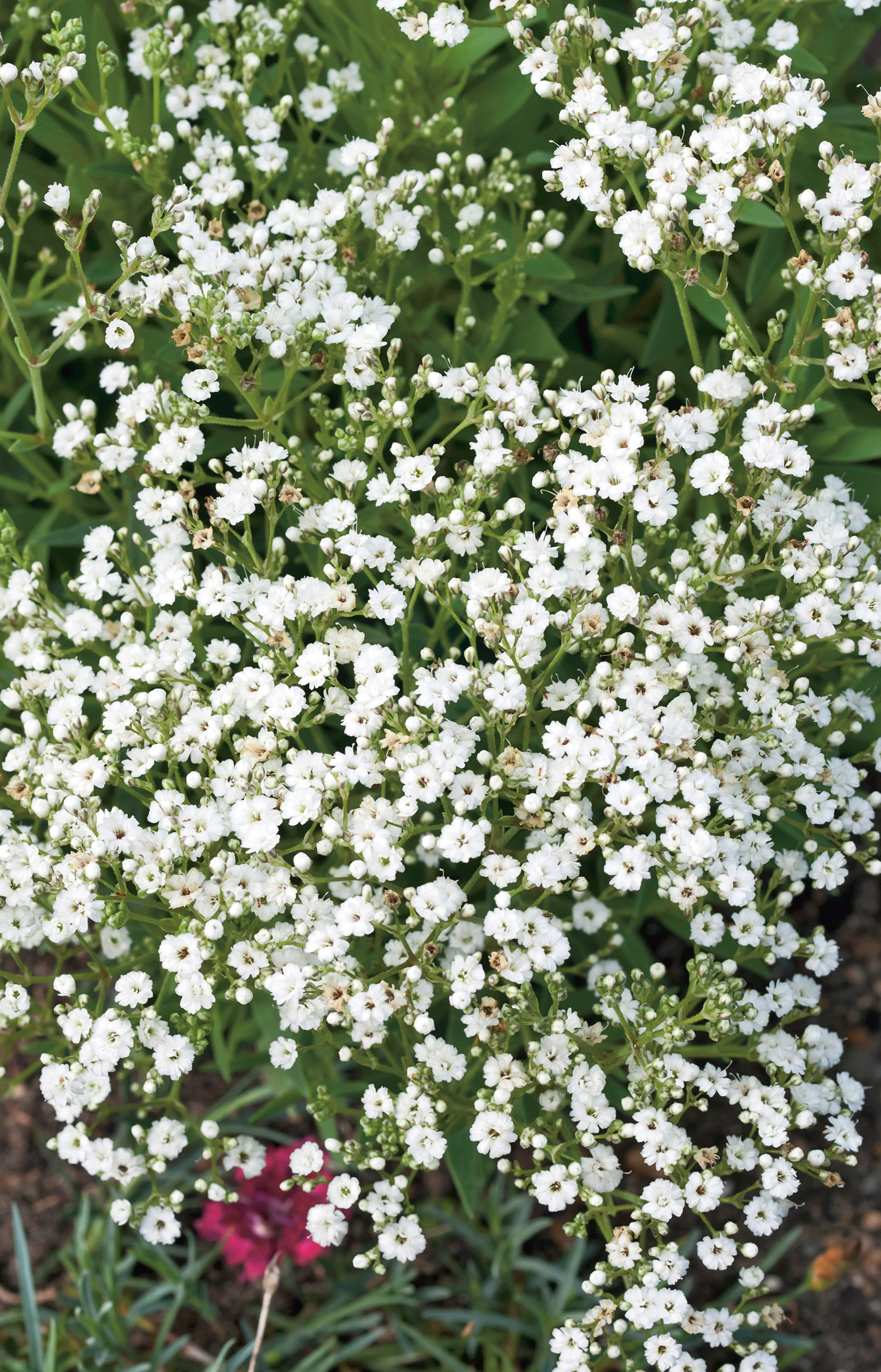 Nahaufnahme von weißem Schleierkraut (Gypsophila) mit zahlreichen kleinen, dicht stehenden Blüten und grünem Blattwerk