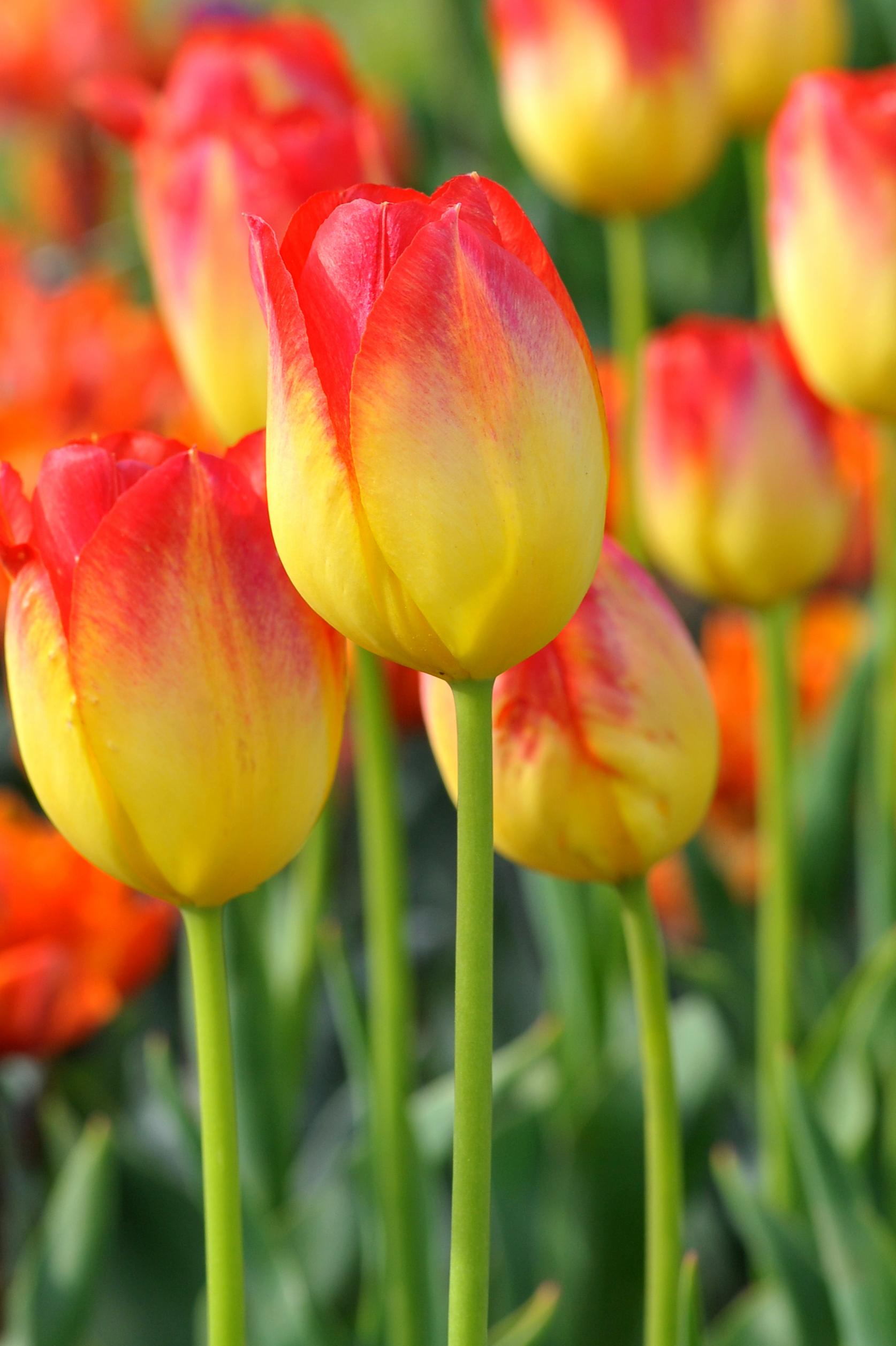 Nahaufnahme der Triumph-Tulpe Suncatcher mit goldgelben Blütenblättern und feuerrotem Rand im Blumenbeet, ideal für frühlingshafte Gartenpflanzungen und als Schnittblume