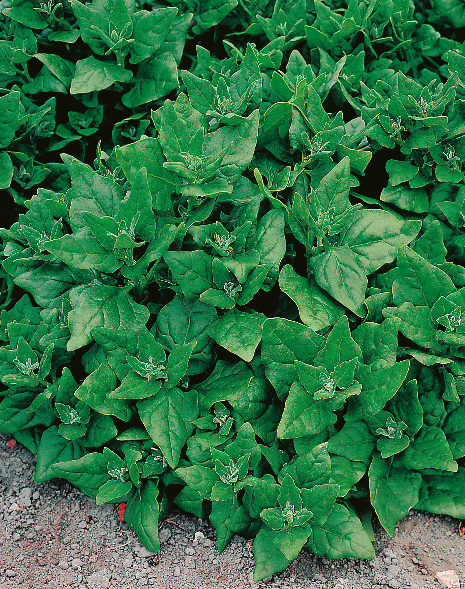 Dicht wachsender Neuseeländer Spinat mit fleischigen, vitaminreichen Blättern im Gartenbeet – kriechender Blattspinat der Gattung Tetragonia