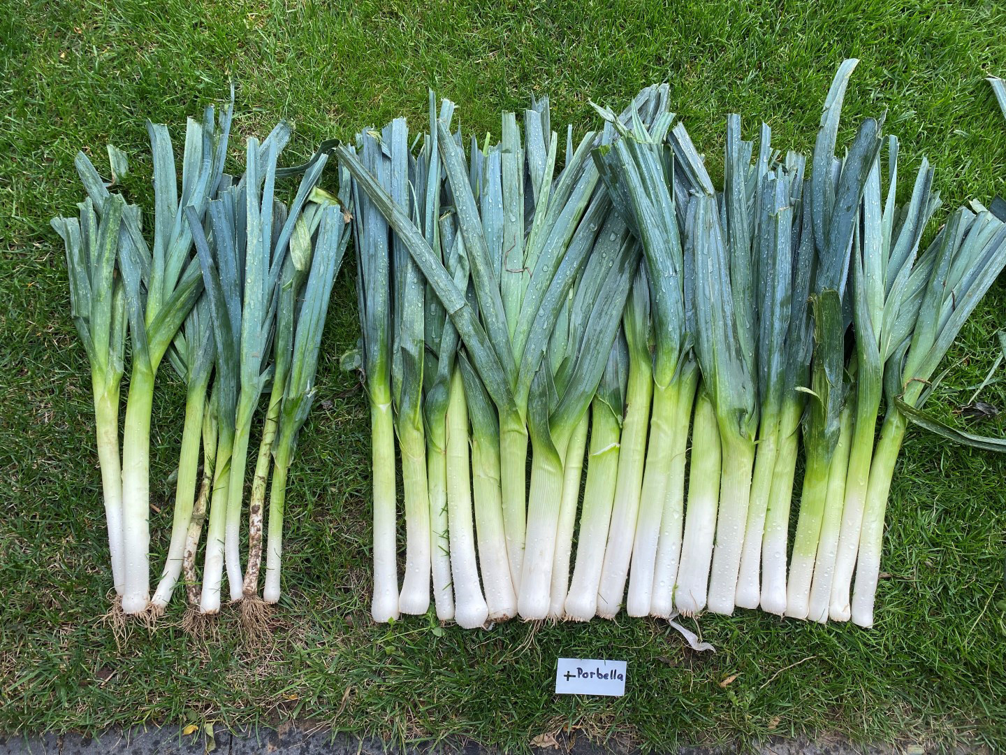 Herbstlauch Porbella