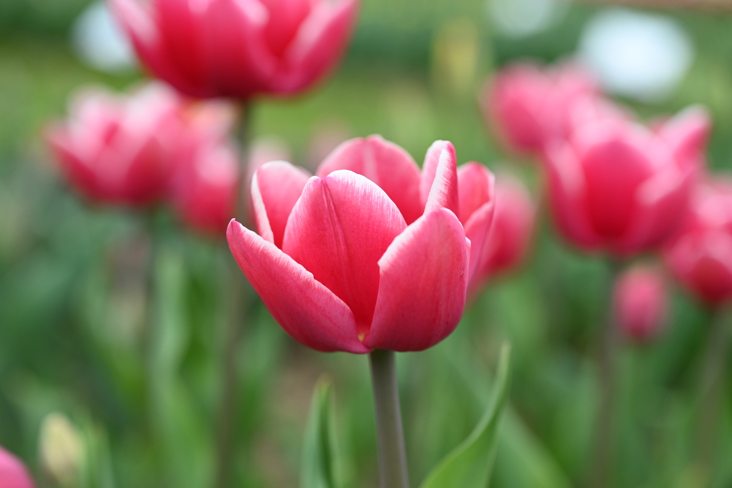 52199_Leen_van_der_Mark_2 Nahaufnahme einer rosa Tulpe mit geöffneten Blütenblättern in einem Blumenbeet; unscharfer Hintergrund mit weiteren rosa Tulpen