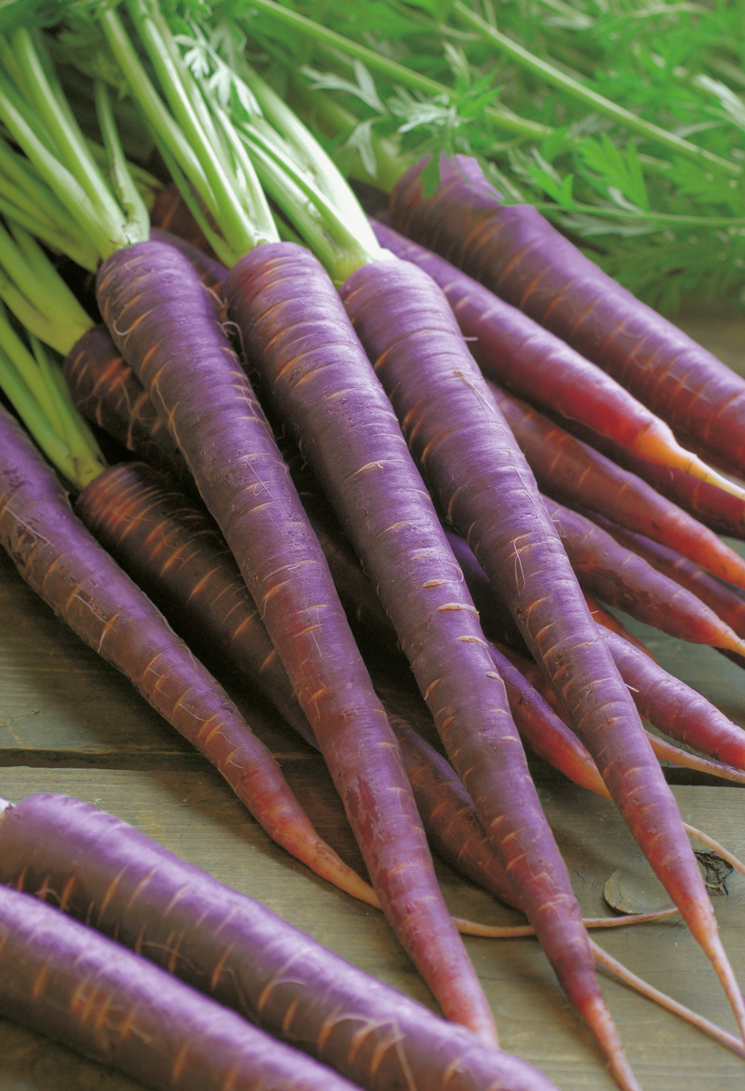 Mehrere längliche, intensiv violette Möhren der Sorte Purple Sun F1 mit frischem Laub, aromatische und gut lagerfähige Karotten von Samen-Fetzer.