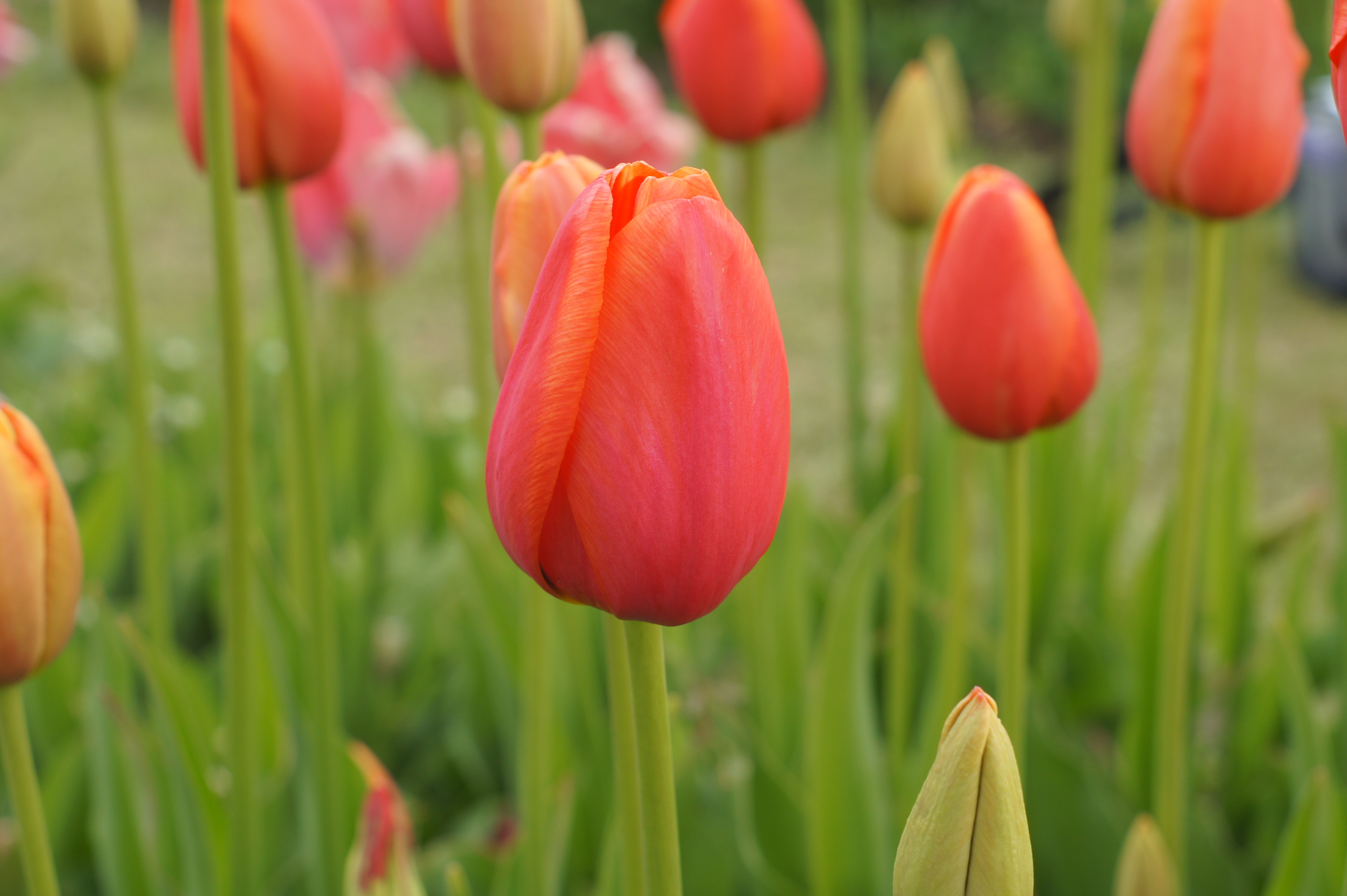 Nahaufnahme einer rot-orangefarbenen Tulpe mit grünem Stiel und unscharfem Hintergrund mit weiteren Tulpen