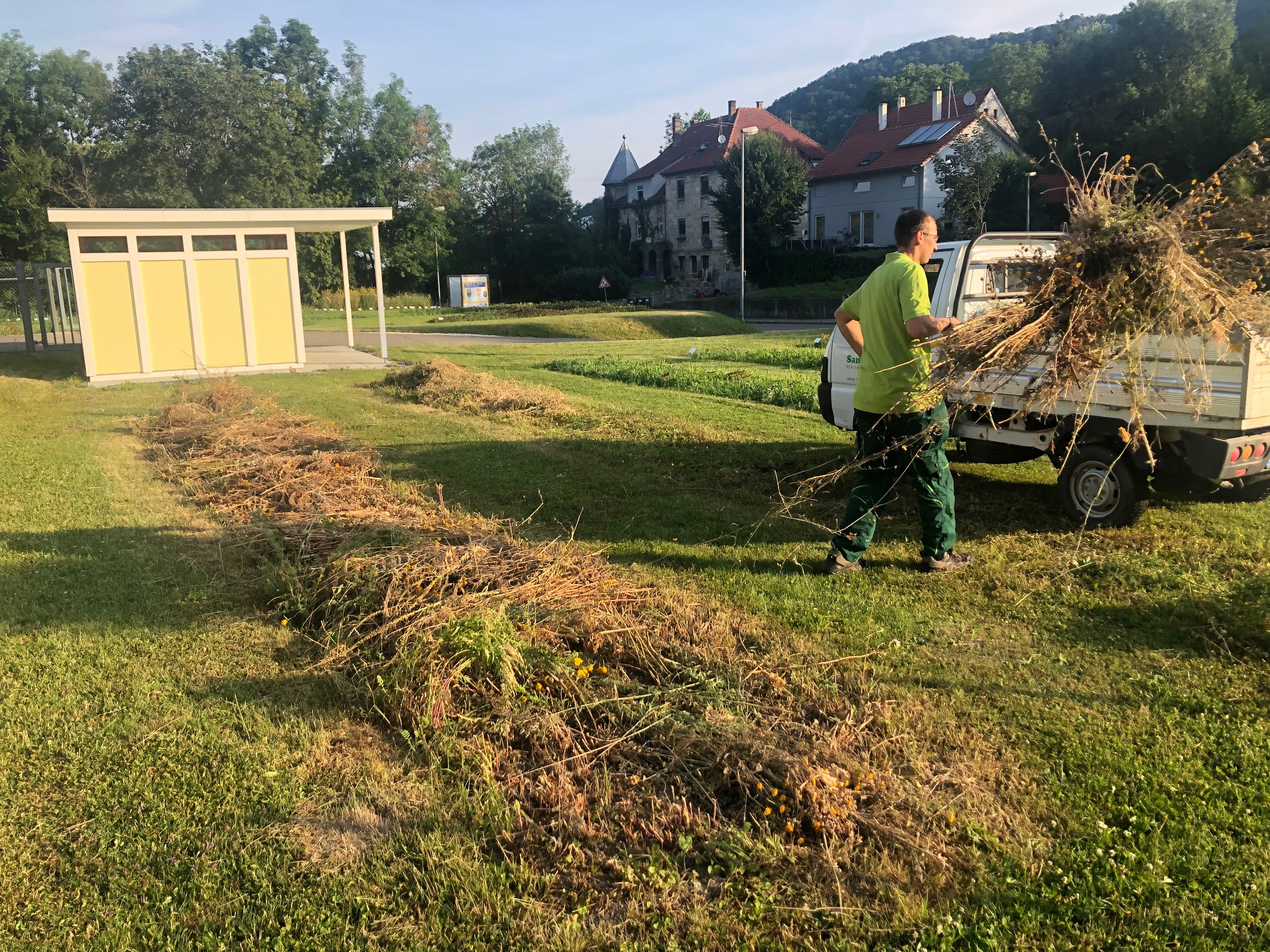 Person transportiert gesammelte Pflanzenreste in einem Pickup auf einer Wiese.