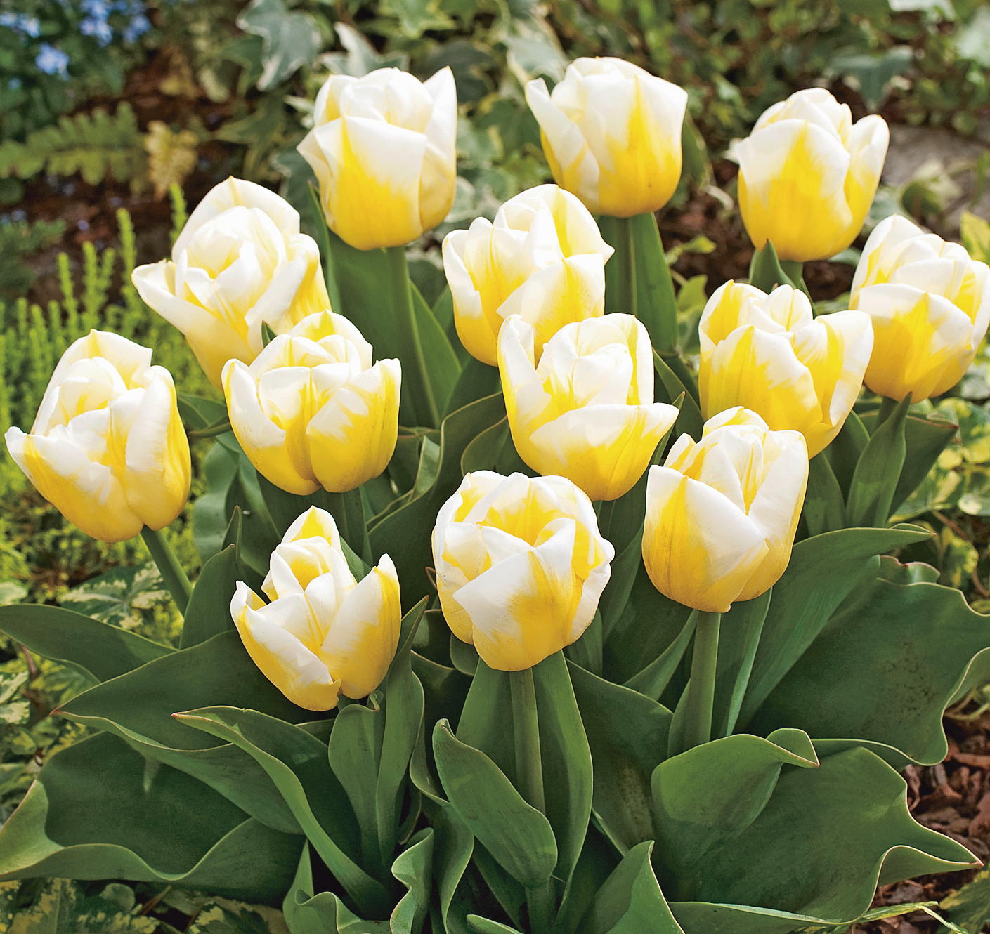 52172_Triumph-Tulpen Flames Calgary FM Nahaufnahme eines Büschels gelb-weißer Tulpen in voller Blüte mit grünen Blättern im Beet