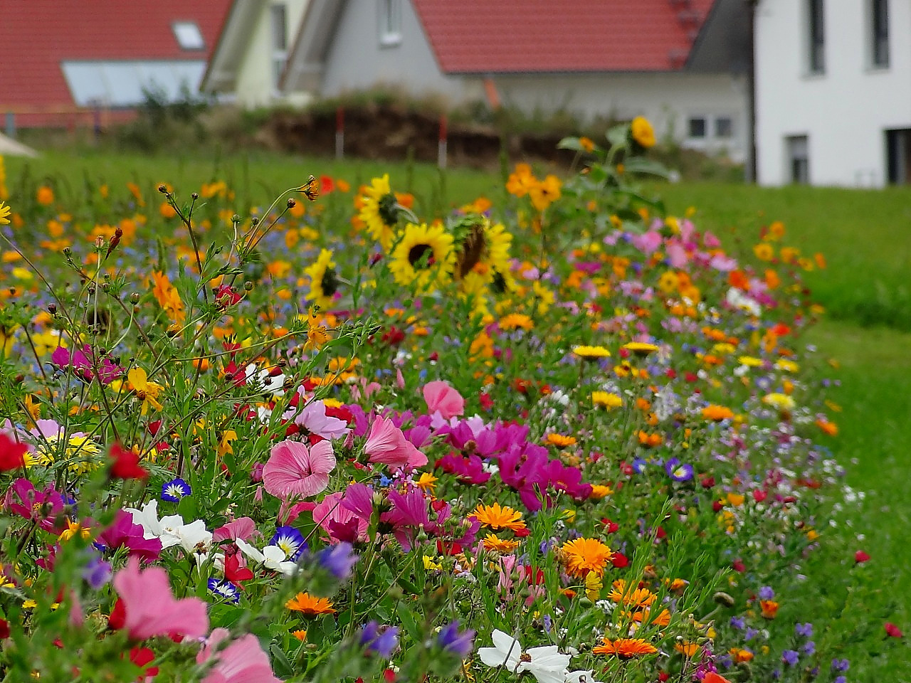 Nahaufnahme eines bunten Wildblumenrands mit verschiedenen Sommerblumen wie Sonnenblumen, Ringelblumen und vielen farbenfrohen Blüten vor Wohnhäusern