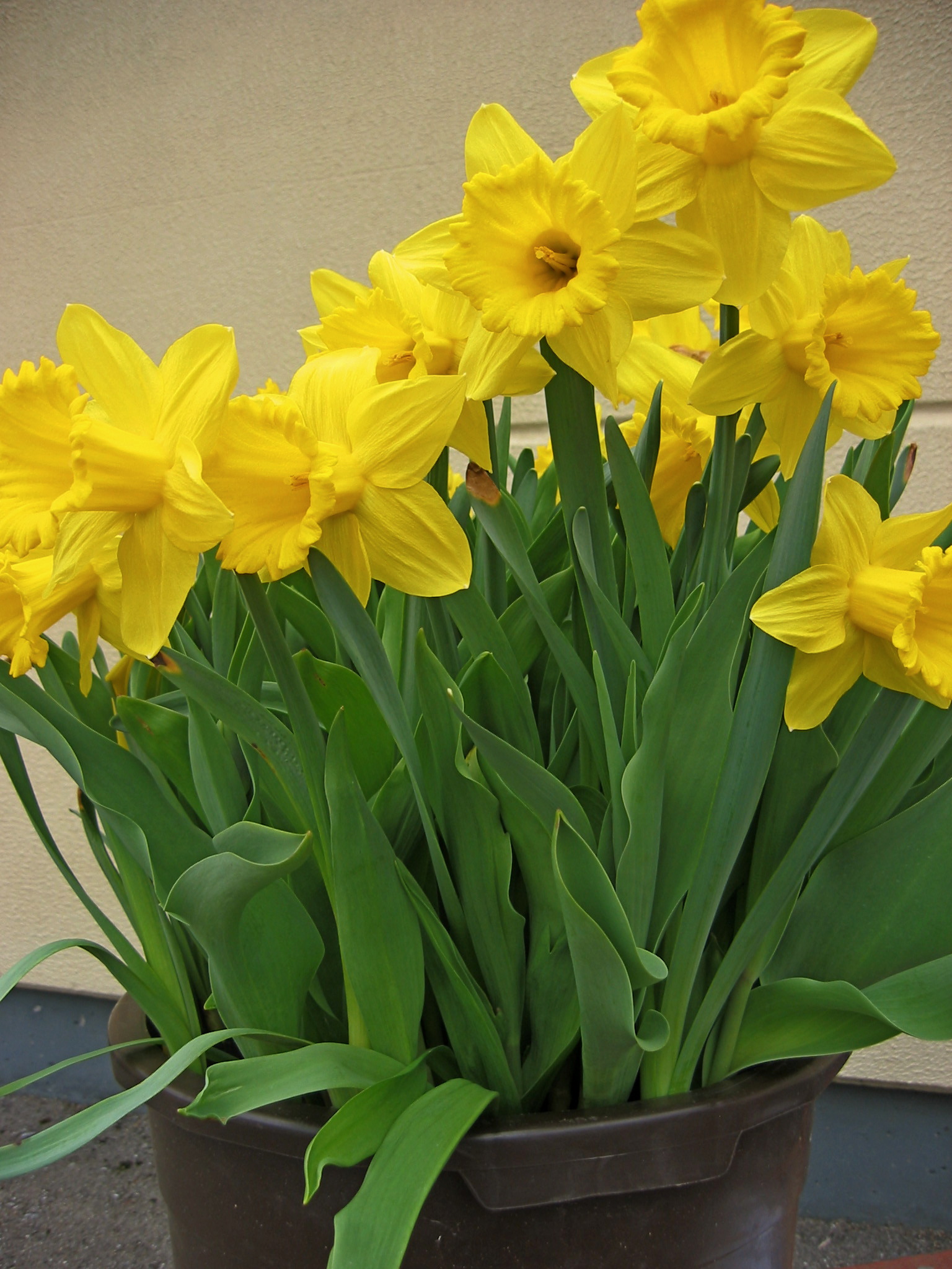 Gelbe Narzissen (Osterglocken) in braunem Pflanztopf, mehrere blühende Frühlingsblumen mit grünen Blättern