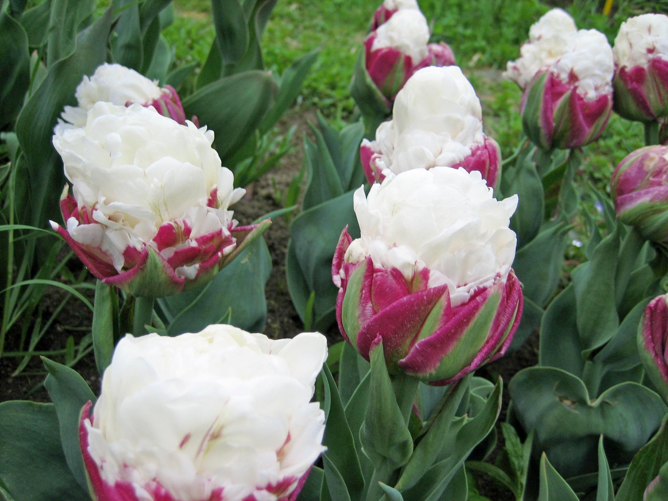 Nahaufnahme gefüllter weißer und rosa Tulpen im Beet mit grünen Blättern, dichte, mehrschichtige Blüten