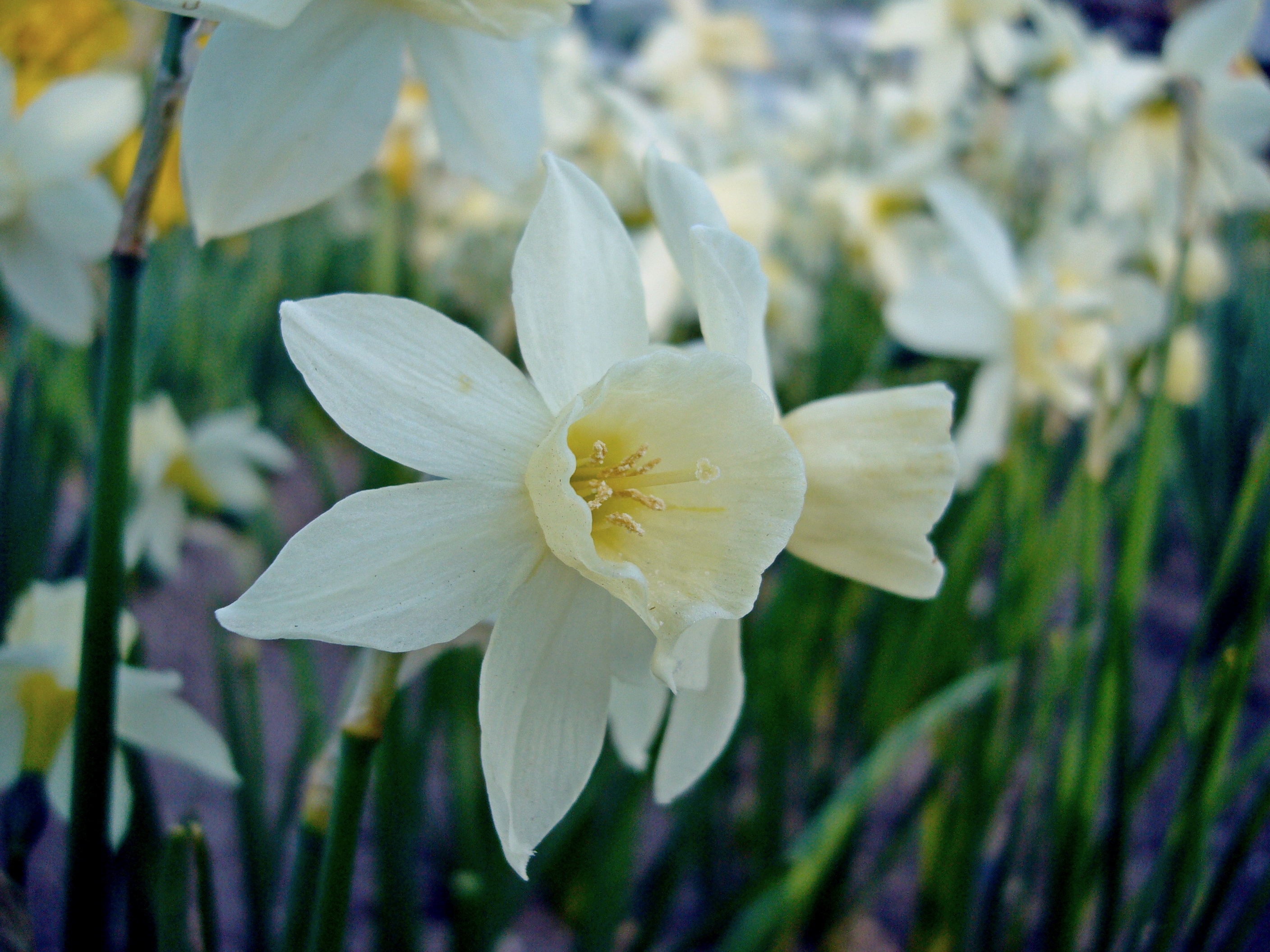 Nahaufnahme einer weißen Narzisse (Narcissus) mit gelber Trompete in einem Beet, Frühlingsblüte mit scharfem Vordergrund und unscharfem Hintergrund