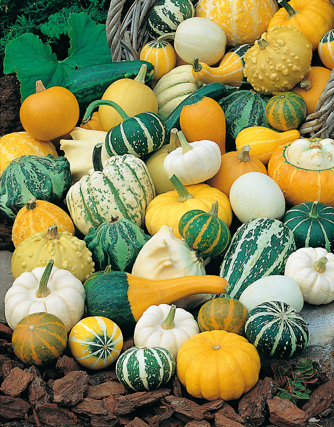 Nahaufnahme einer Vielfalt an Zierkürbissen und Dekogourds in Gelb, Grün und Weiß mit Streifen, glatten und warzigen Oberflächen, verschiedenen Formen und Größen, dekorativ auf Rindenmulch und in einem Korb arrangiert