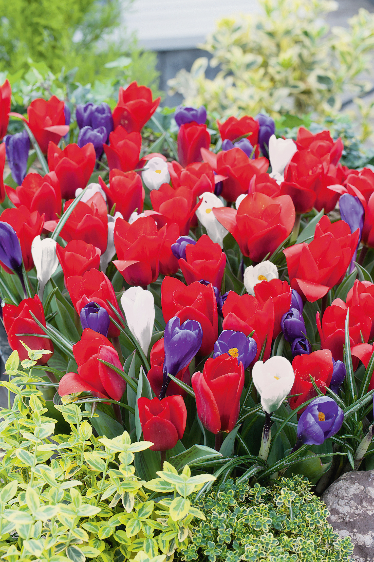 22045_Frühlingsteppich FM Nahaufnahme eines Frühlingsbeets mit dicht stehenden roten Tulpen, vereinzelt weißen und violetten Krokussen, umgeben von gelbgrünen Bodendeckern