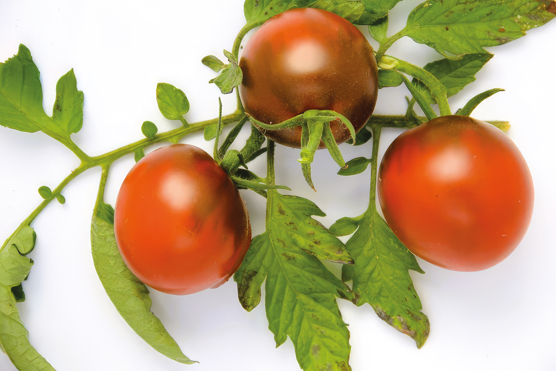 Fleischtomate Schwarzer Prinz