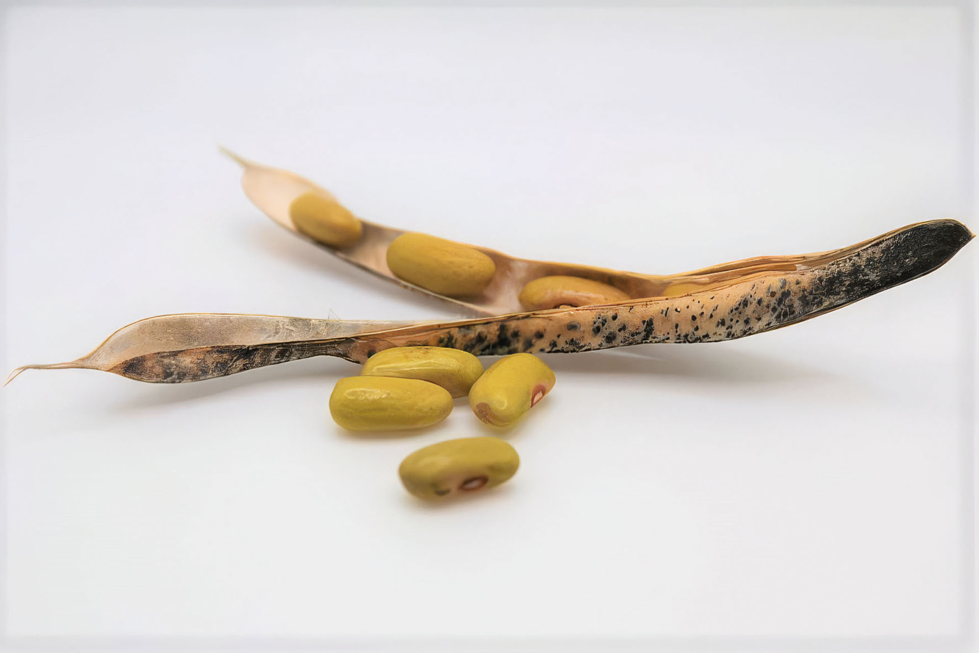 Buschbohne ( Trockenbohne ) Friesische Waldbohne