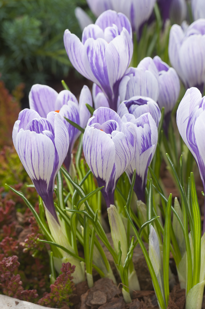 Nahaufnahme mehrerer weiß-violetter Krokusse mit violetten Streifen im Beet, grüne Blätter und Erde im Hintergrund