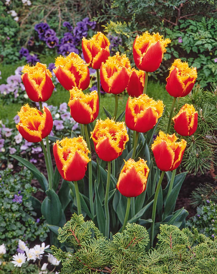 Crispa-Tulpen Davenport im Beet mit leuchtend roten Blüten und auffallend goldgelb gefransten, gesägten Blütenrändern