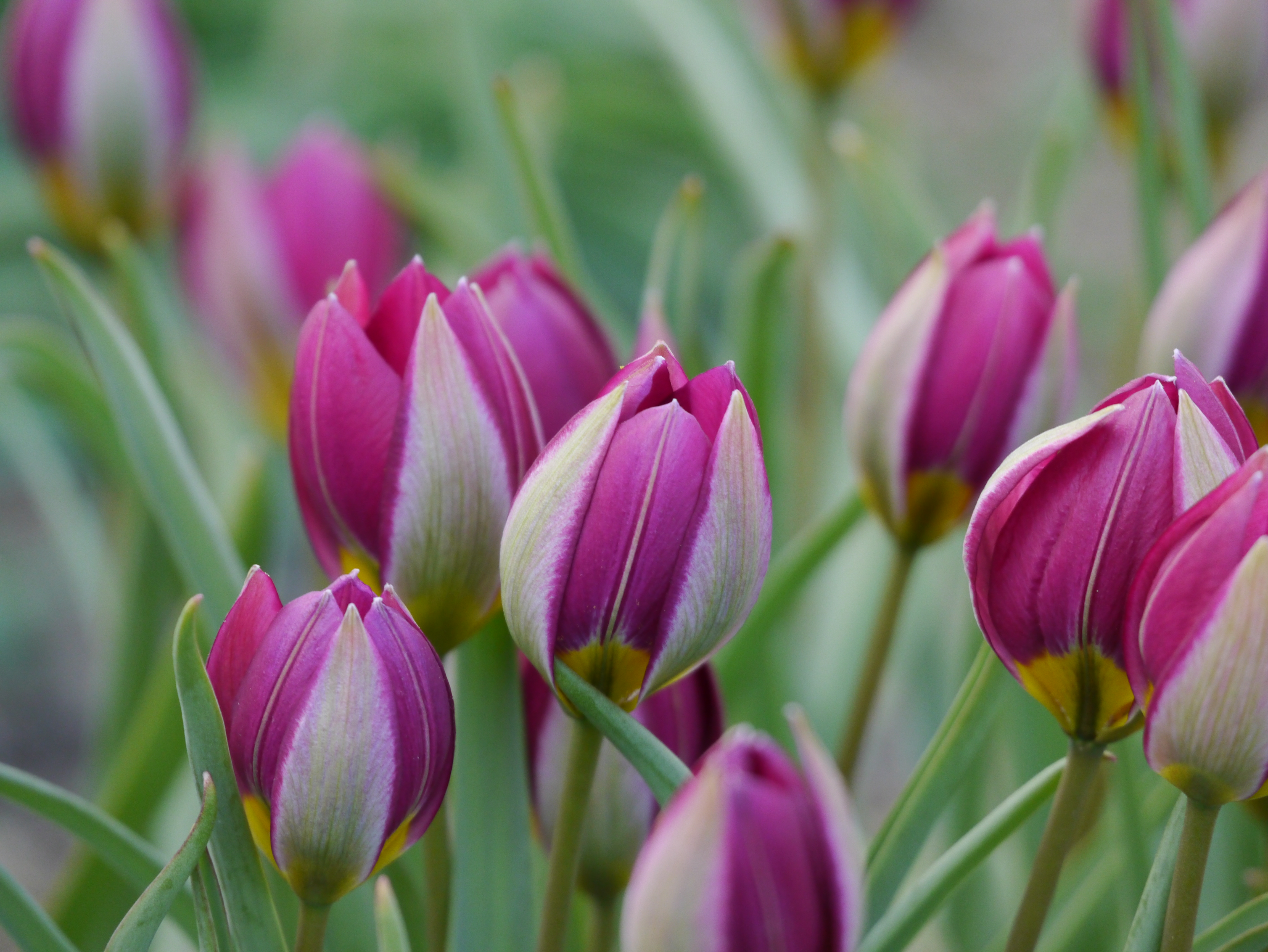Nahaufnahme violett-pinker Tulpenknospen mit hellgrünen Streifen an den Blütenblättern und unscharfem grünem Blattwerk im Hintergrund