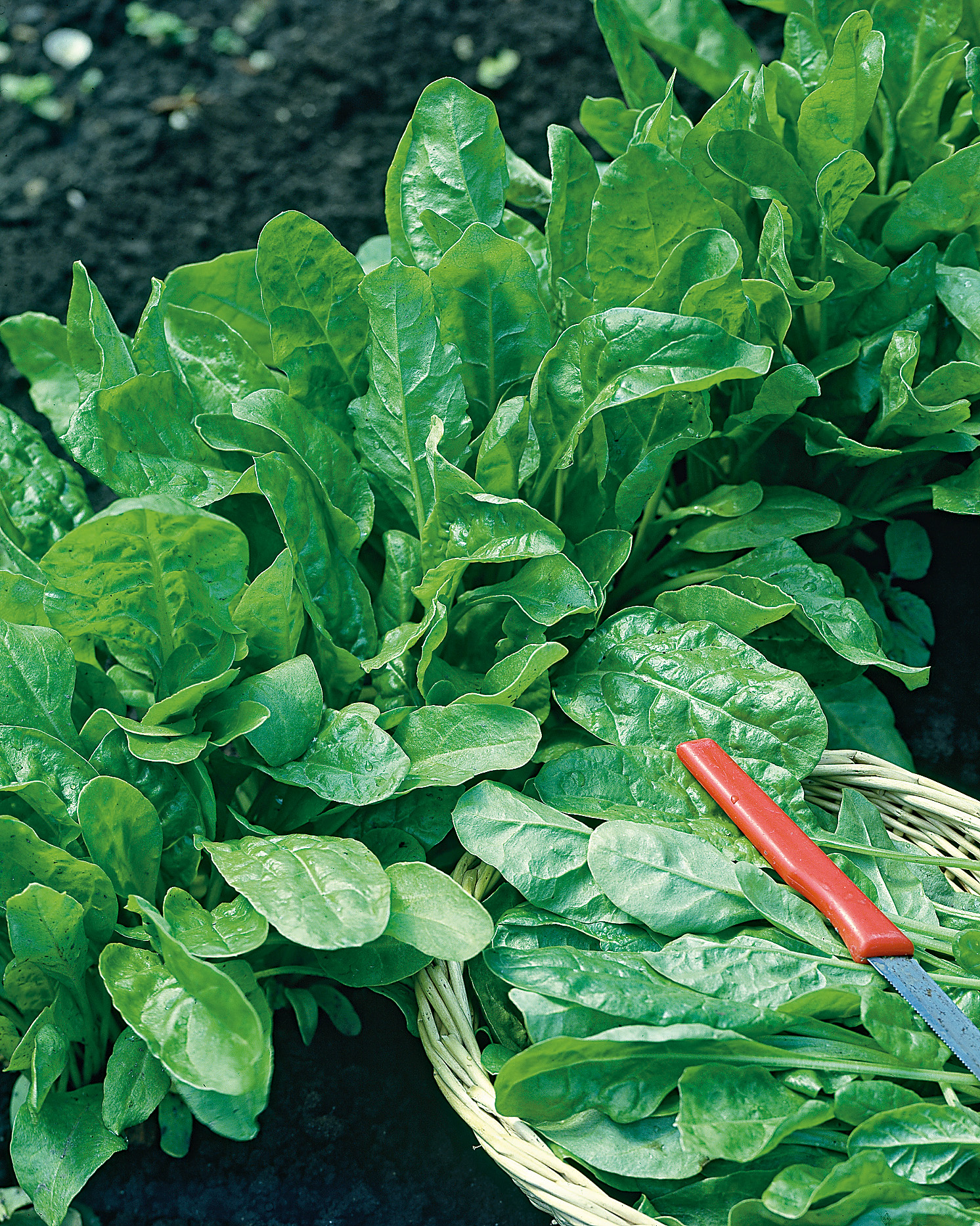 Mangold Grüner Schnitt