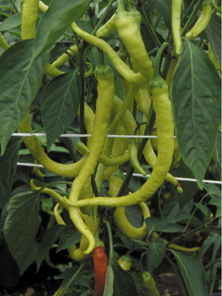 Lange gelbe Chilischoten an der Pflanze, hängende Früchte zwischen grünen Blättern
