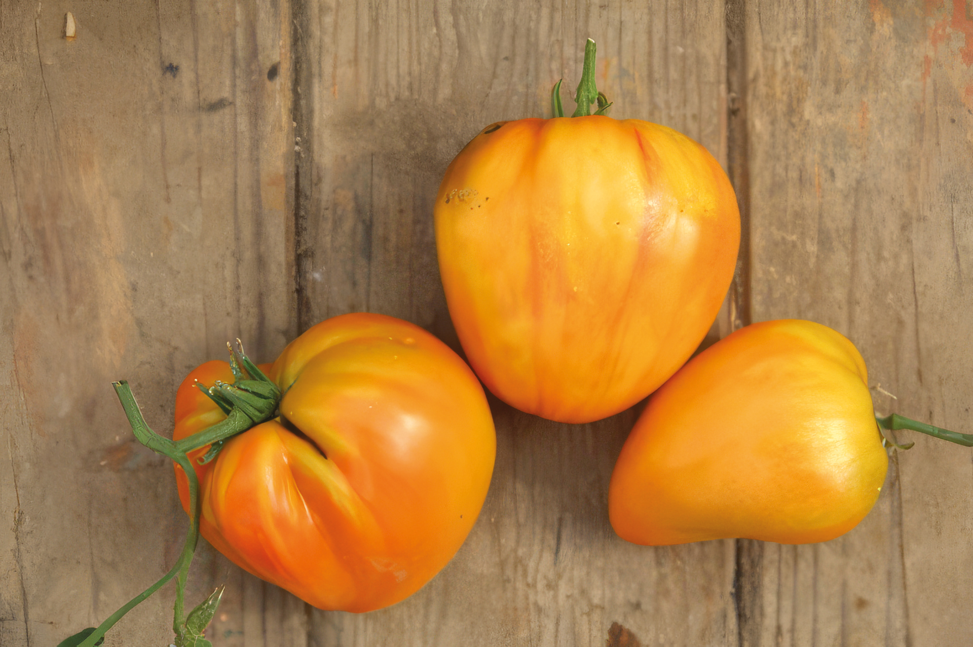 Fleischtomate Orangenes Ochsenherz
