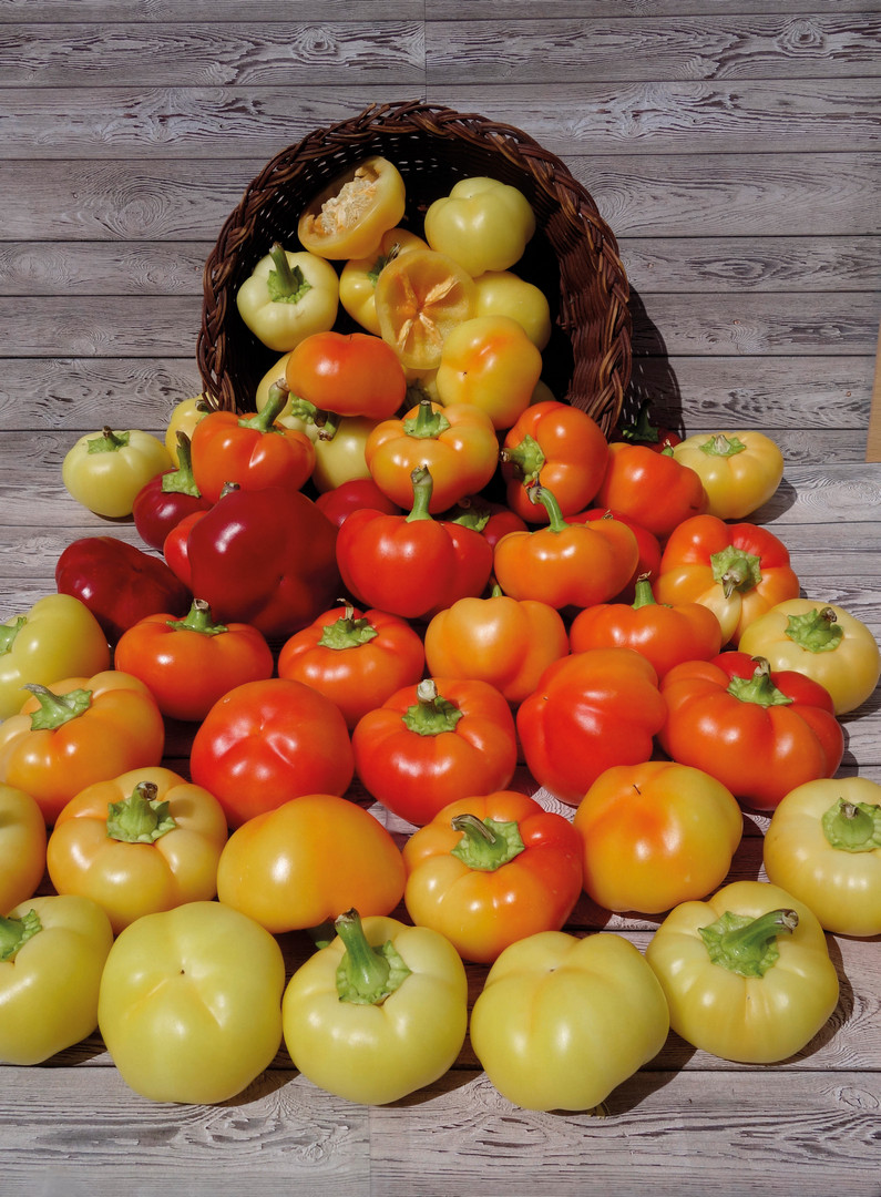 Paprika Wiener Calvill