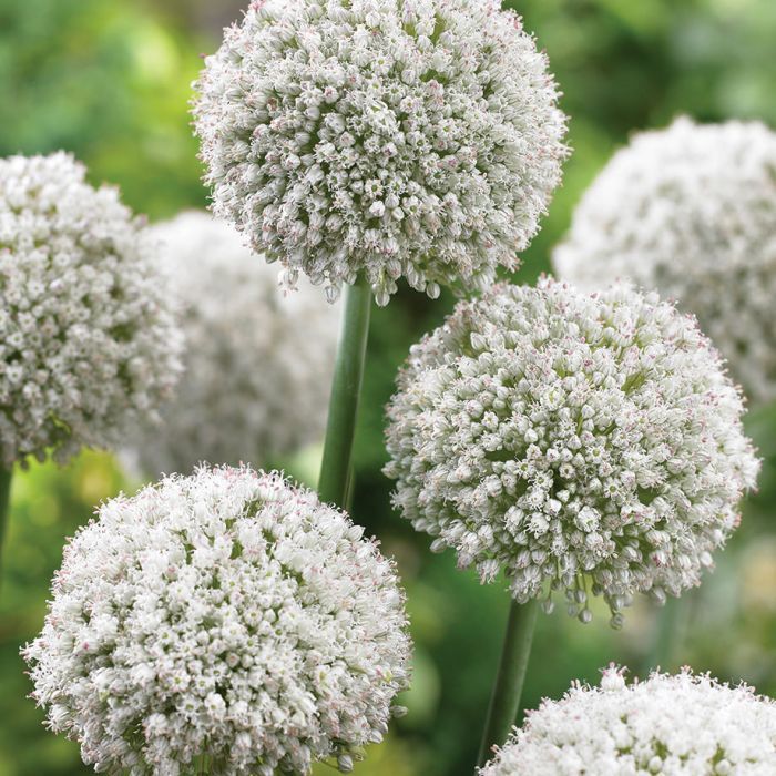 893_56050_Allium Ping Pong_visi69151_VP Nahaufnahme von weißen Allium-Kugeln mit vielen kleinen Blüten und Wassertropfen auf grünen Stängeln