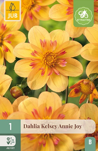 Anemonenblütige Dahlie Kelsey Annie Joy