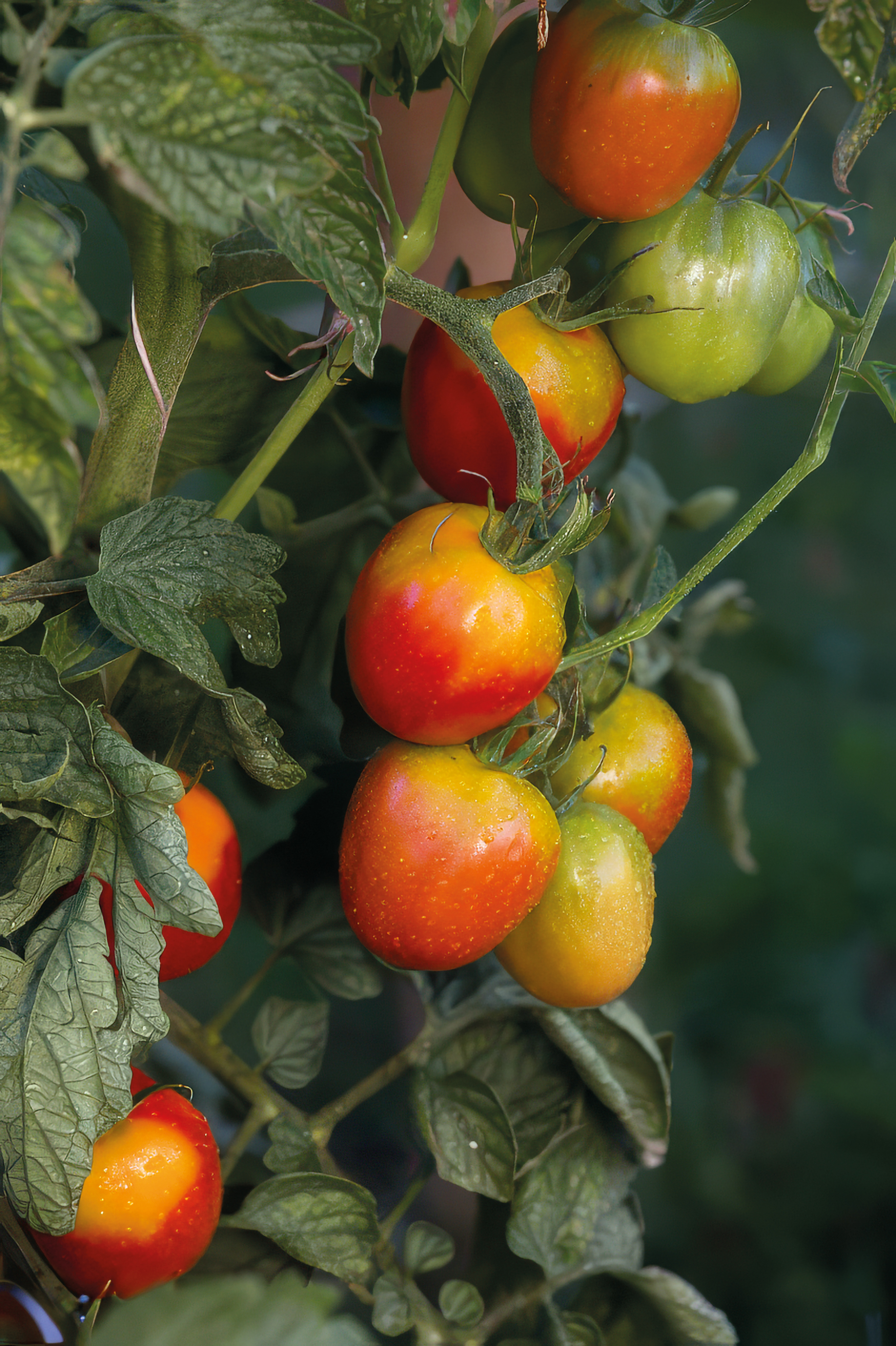 Tomate Primavera