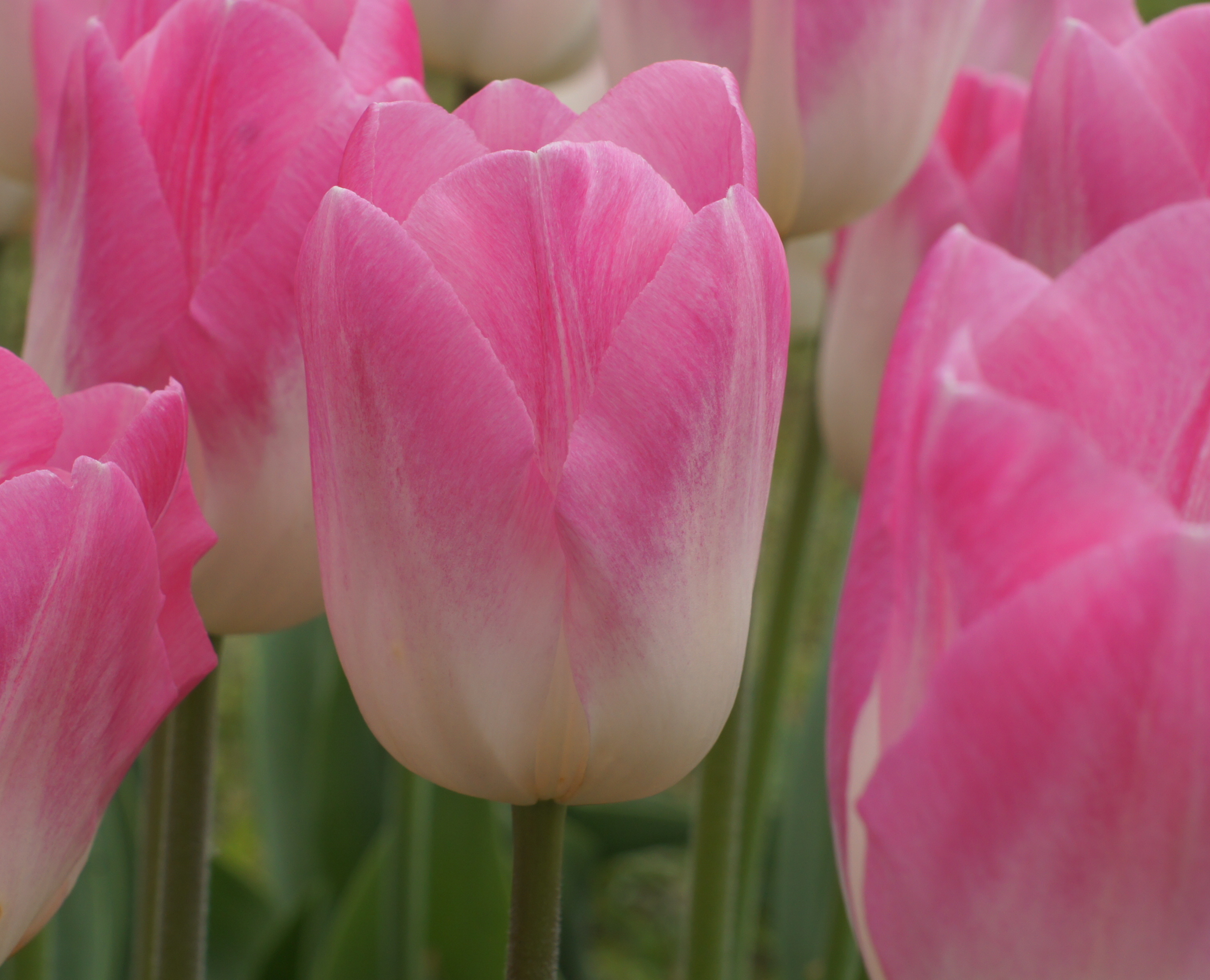 Triumph-Tulpen Sinfonie