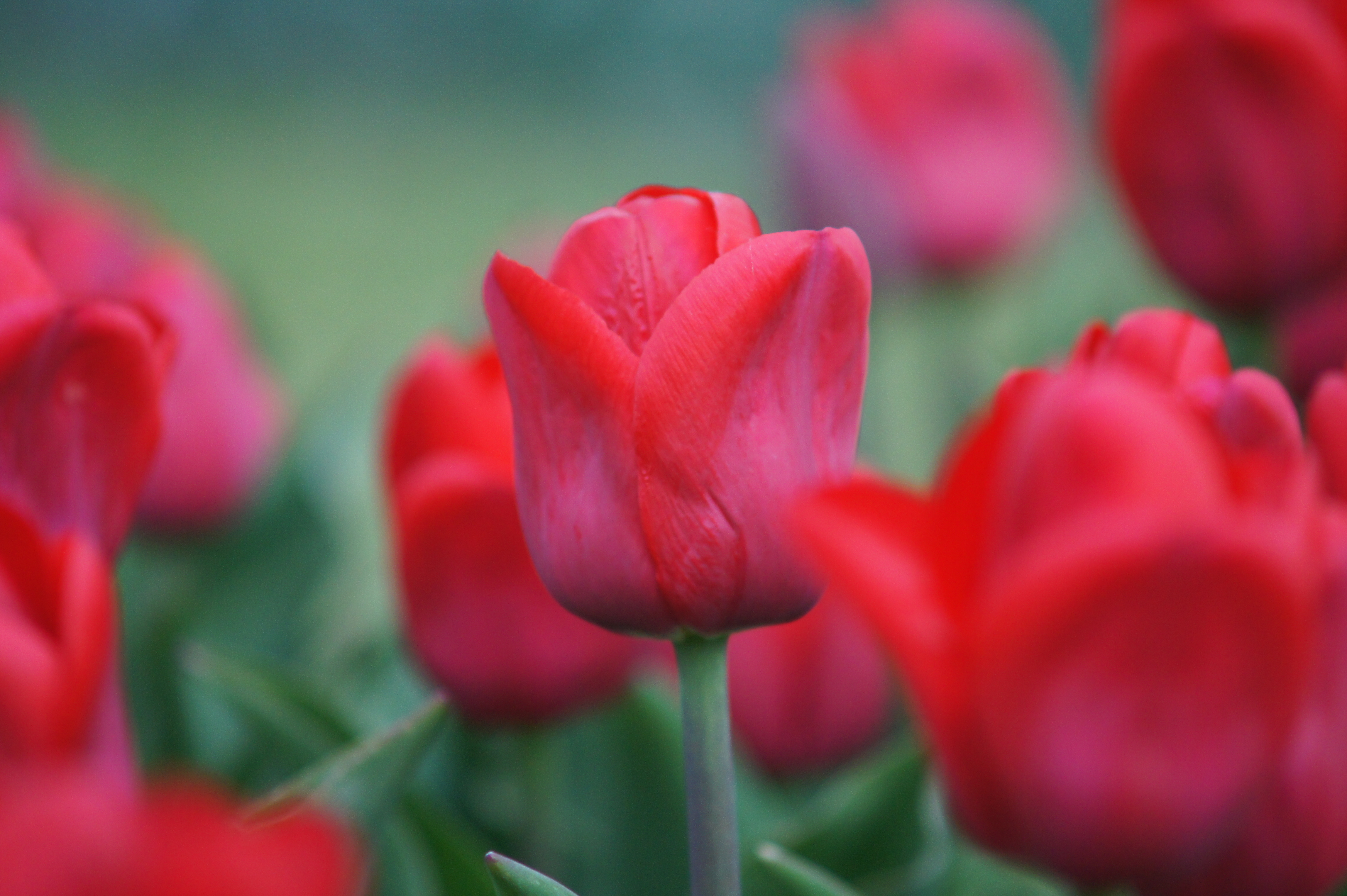 Nahaufnahme einer roten Tulpe im Fokus, umgeben von weiteren roten Tulpen und grünem, unscharfem Hintergrund