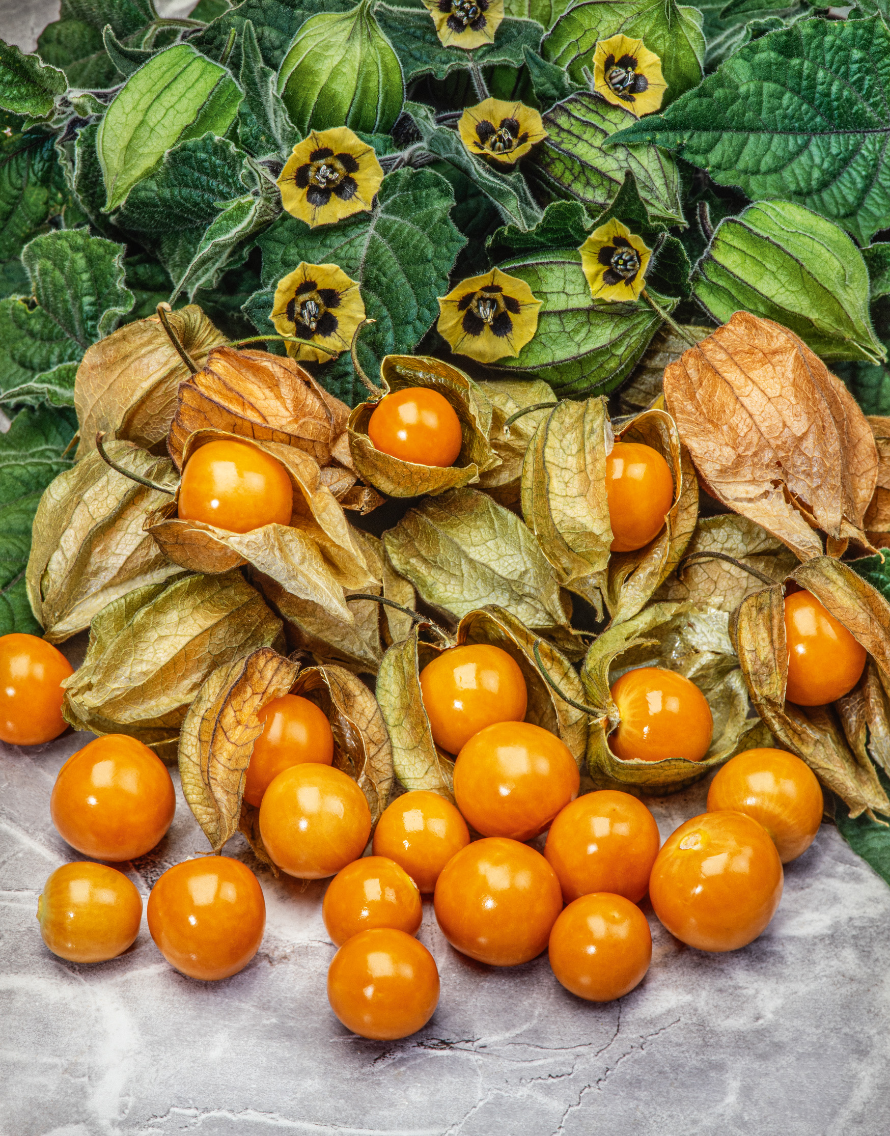 Nahaufnahme von frischen, leuchtend orangefarbenen Physalis (Kapstachelbeeren) in braunen papierartigen Lampionhüllen auf hellem Marmoruntergrund, mit grünen Blättern und kleinen gelb-schwarzen Blüten im Hintergrund