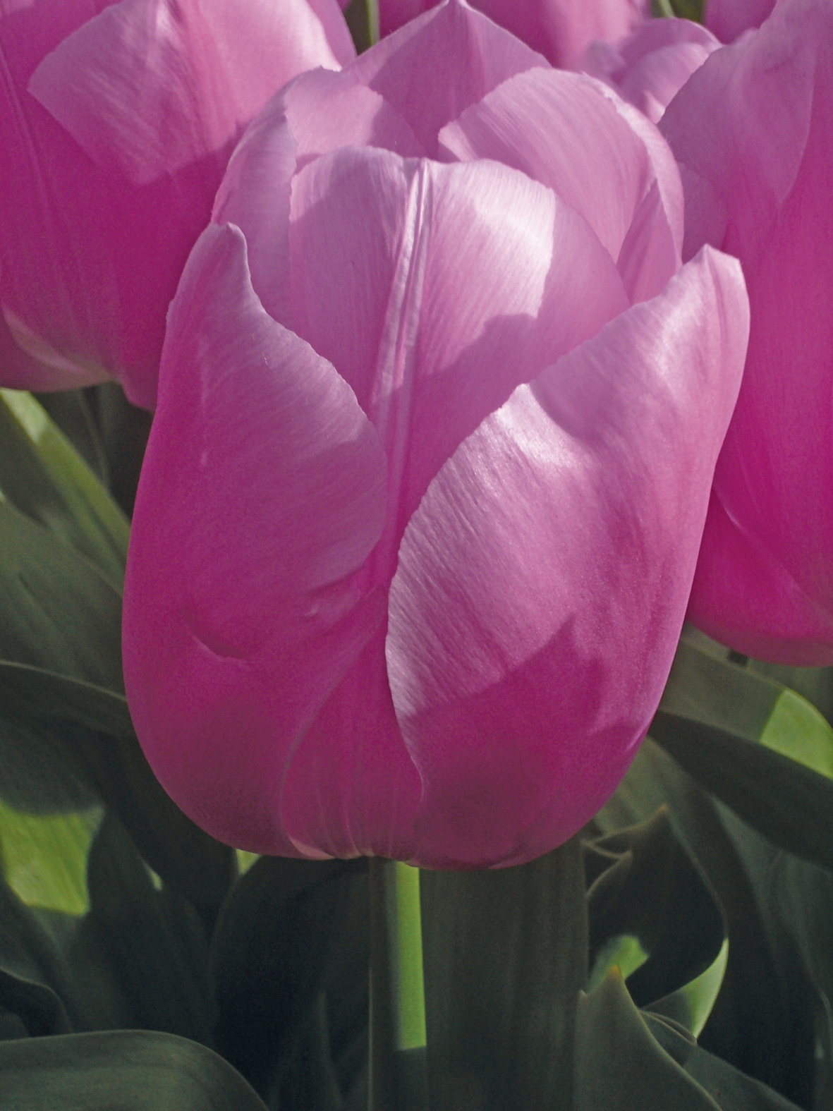 Triumph-Tulpen Buckingham