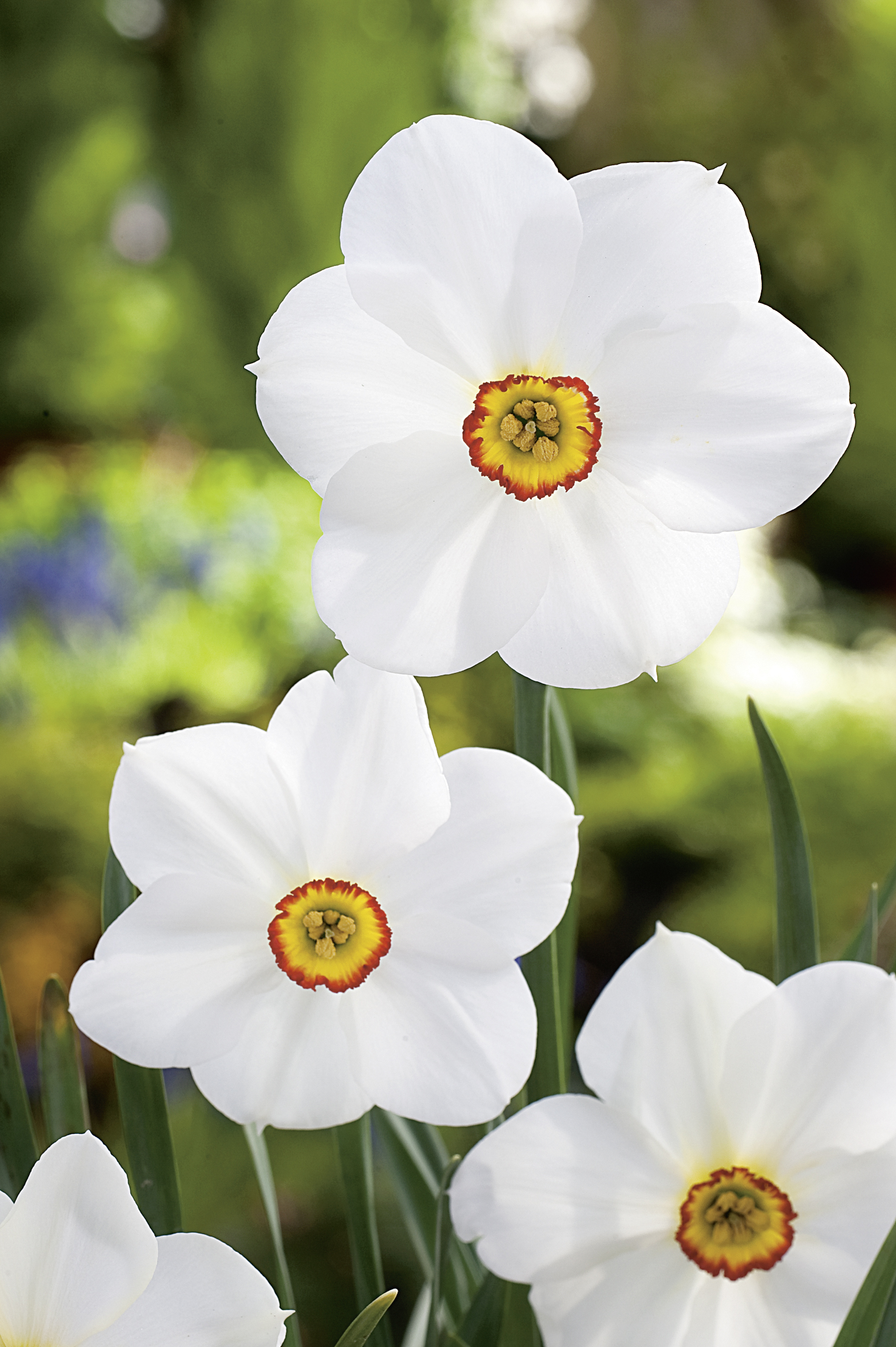 Drei weiße Narzissen (Narcissus poeticus) mit gelb-rotem Kranz in der Blütenmitte, Nahaufnahme im Garten