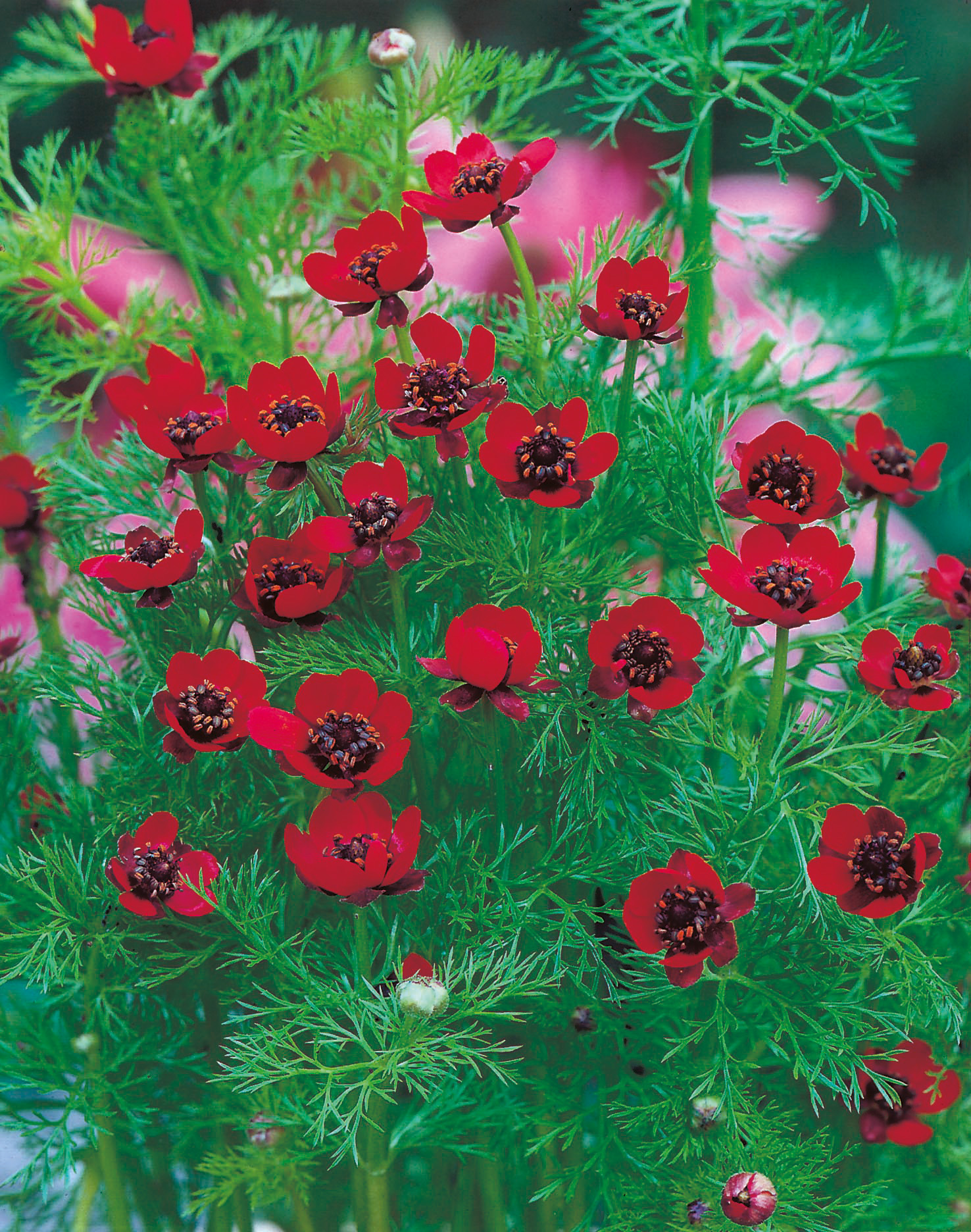 Adonisröschen Blutströpfchen