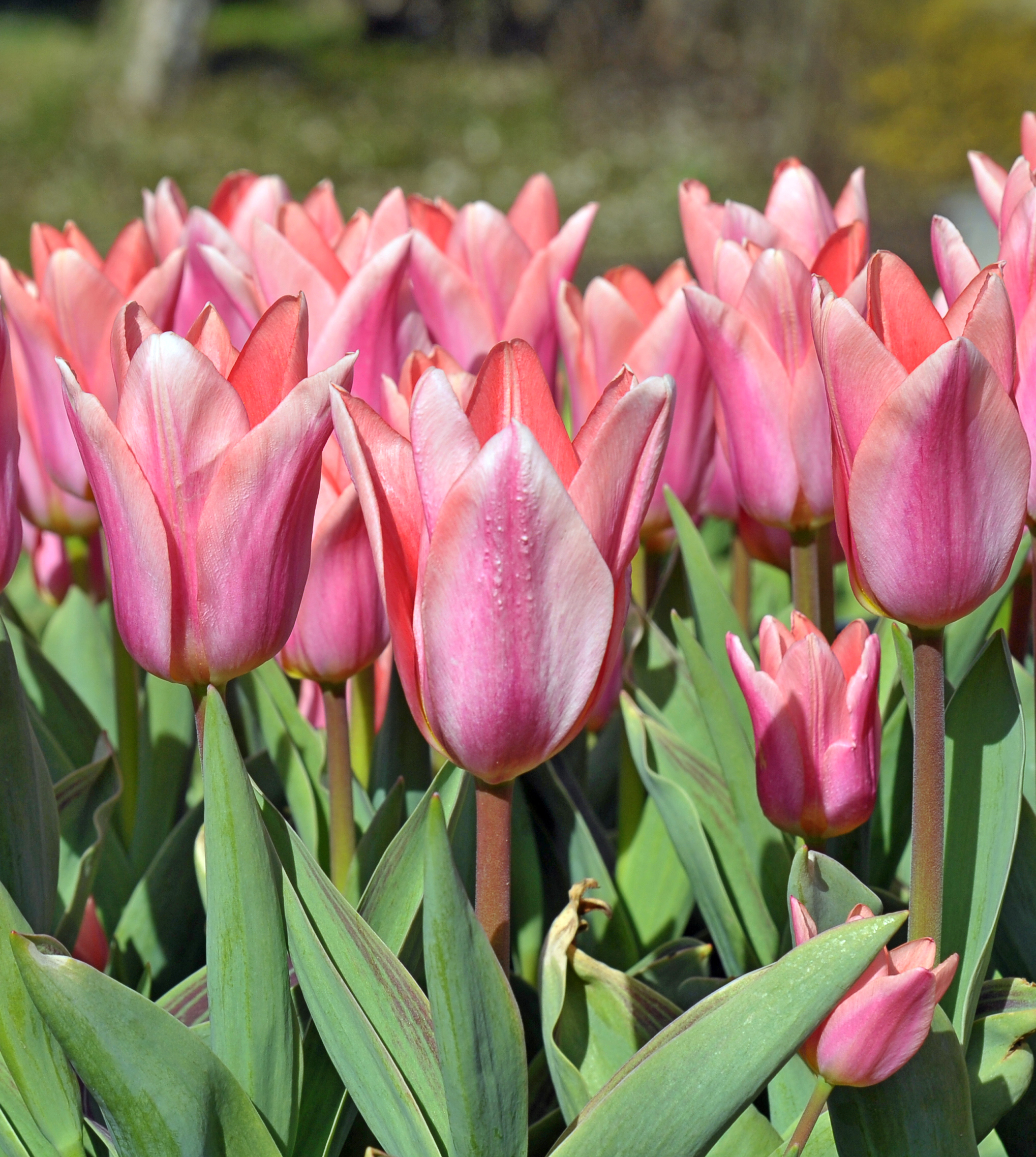 Triumph-Tulpen Neper