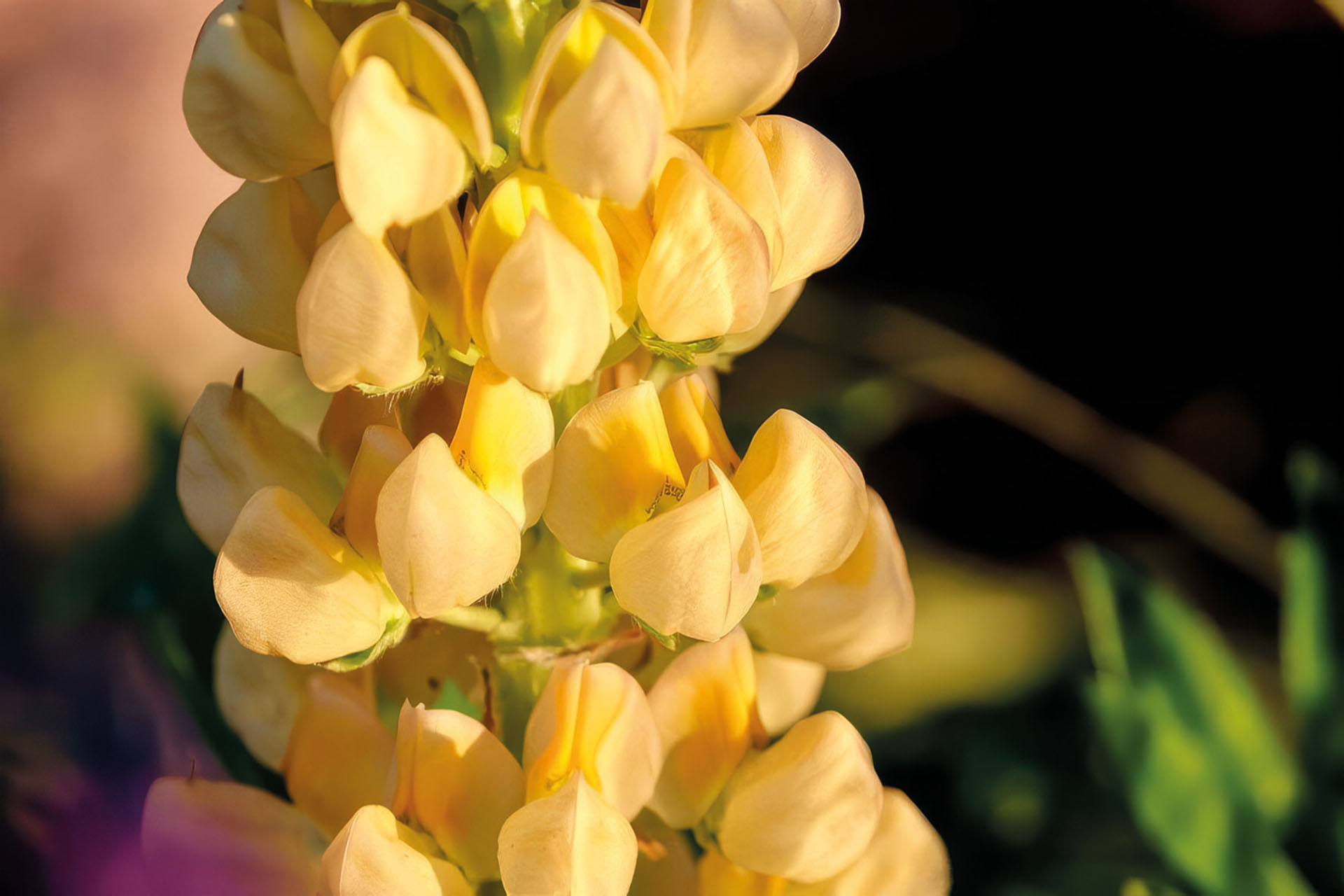 Gelbe Süßlupine