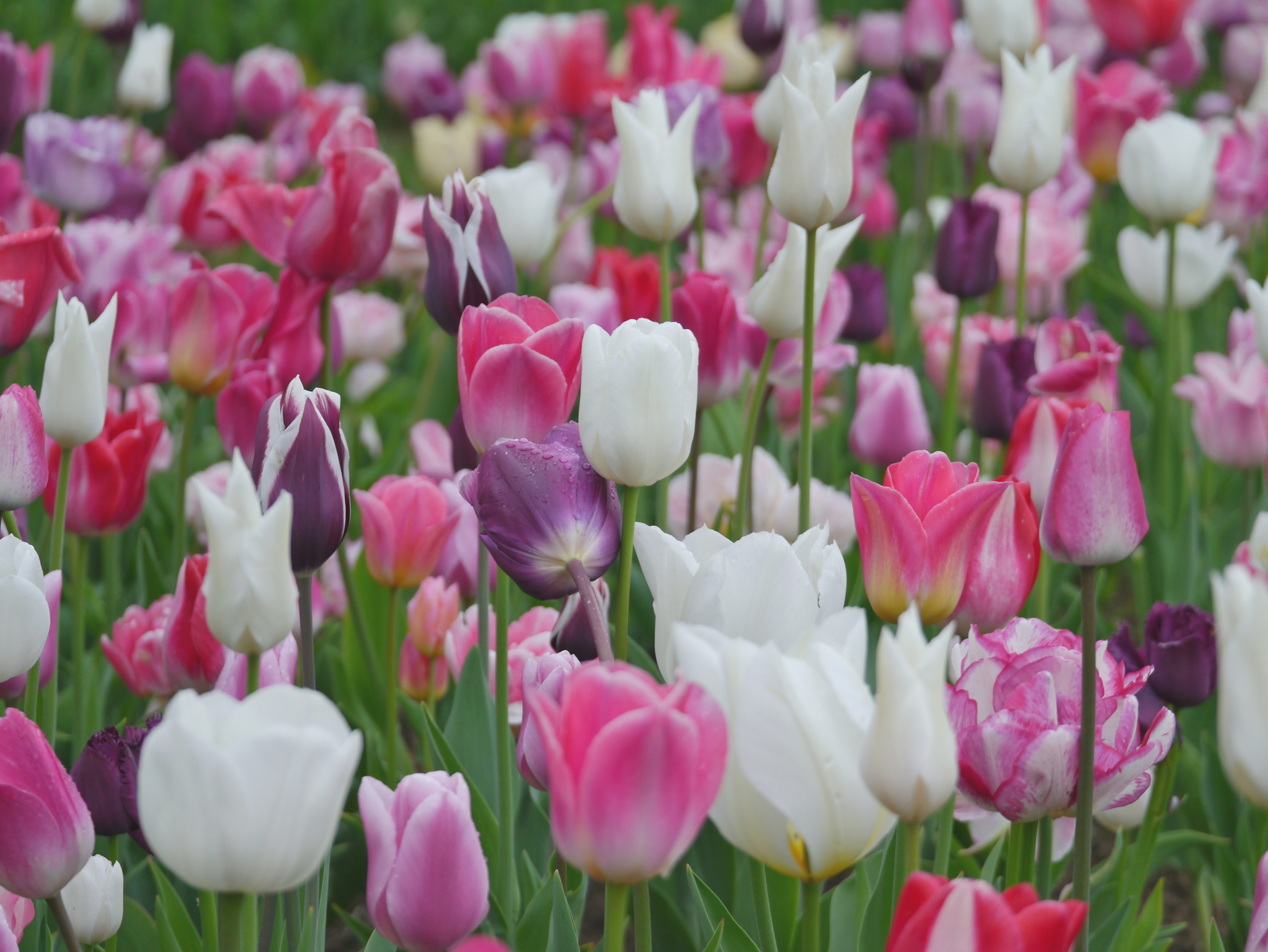 Tulpen Mischung Lilly-Felicitas