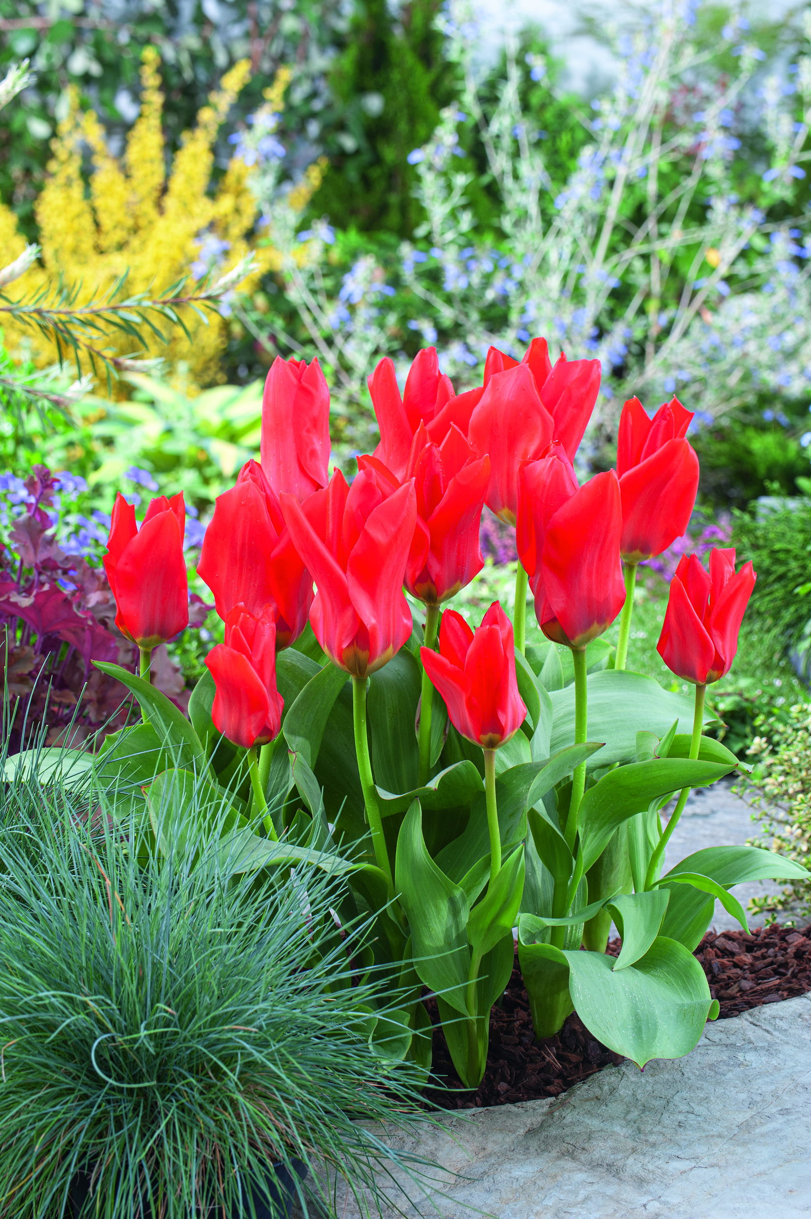 Rote Tulpen in einem Beet mit sattgrünen Blättern, Ziergras im Vordergrund, bunten Stauden im Hintergrund und einer Steinbegrenzung