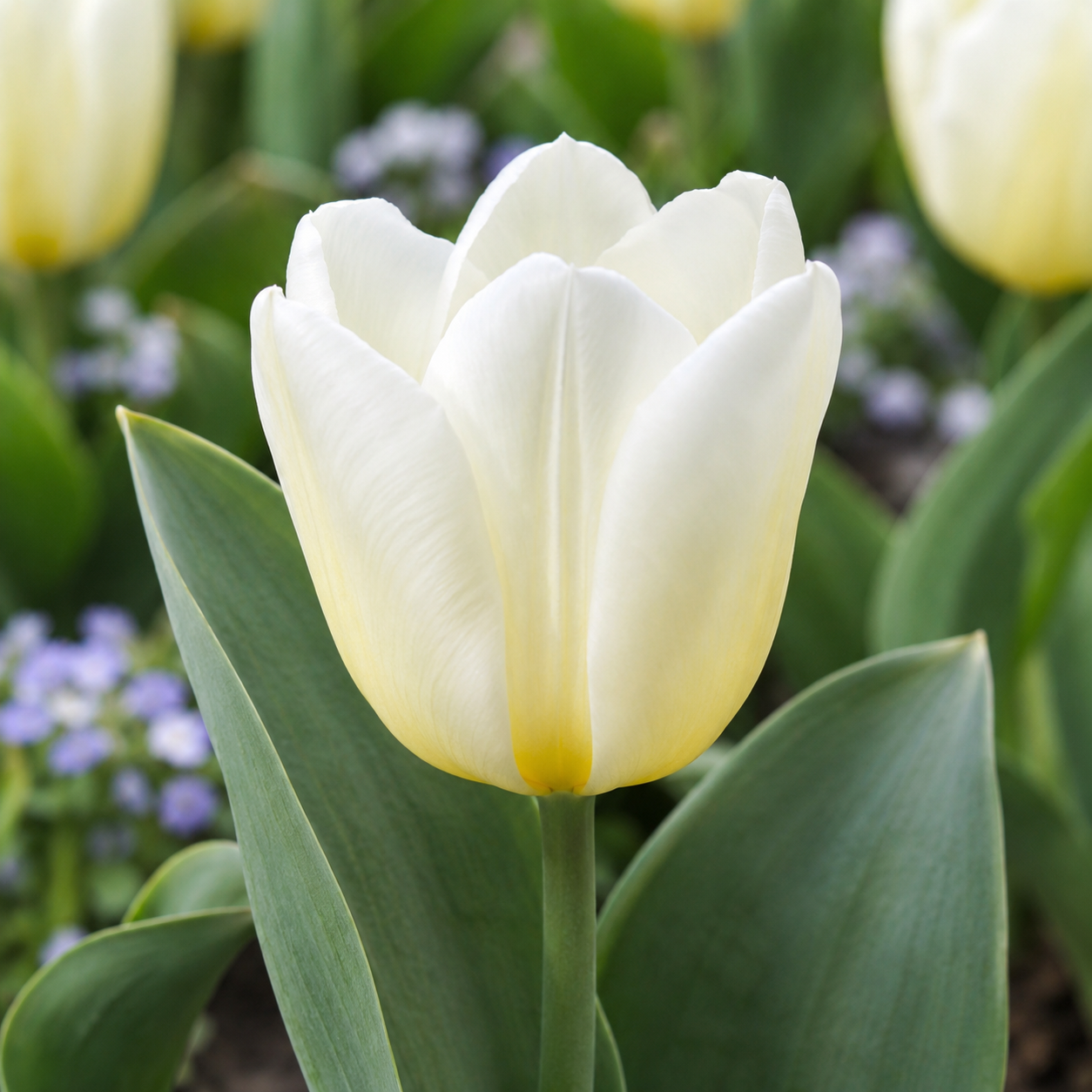 Triumph-Tulpen Calgary