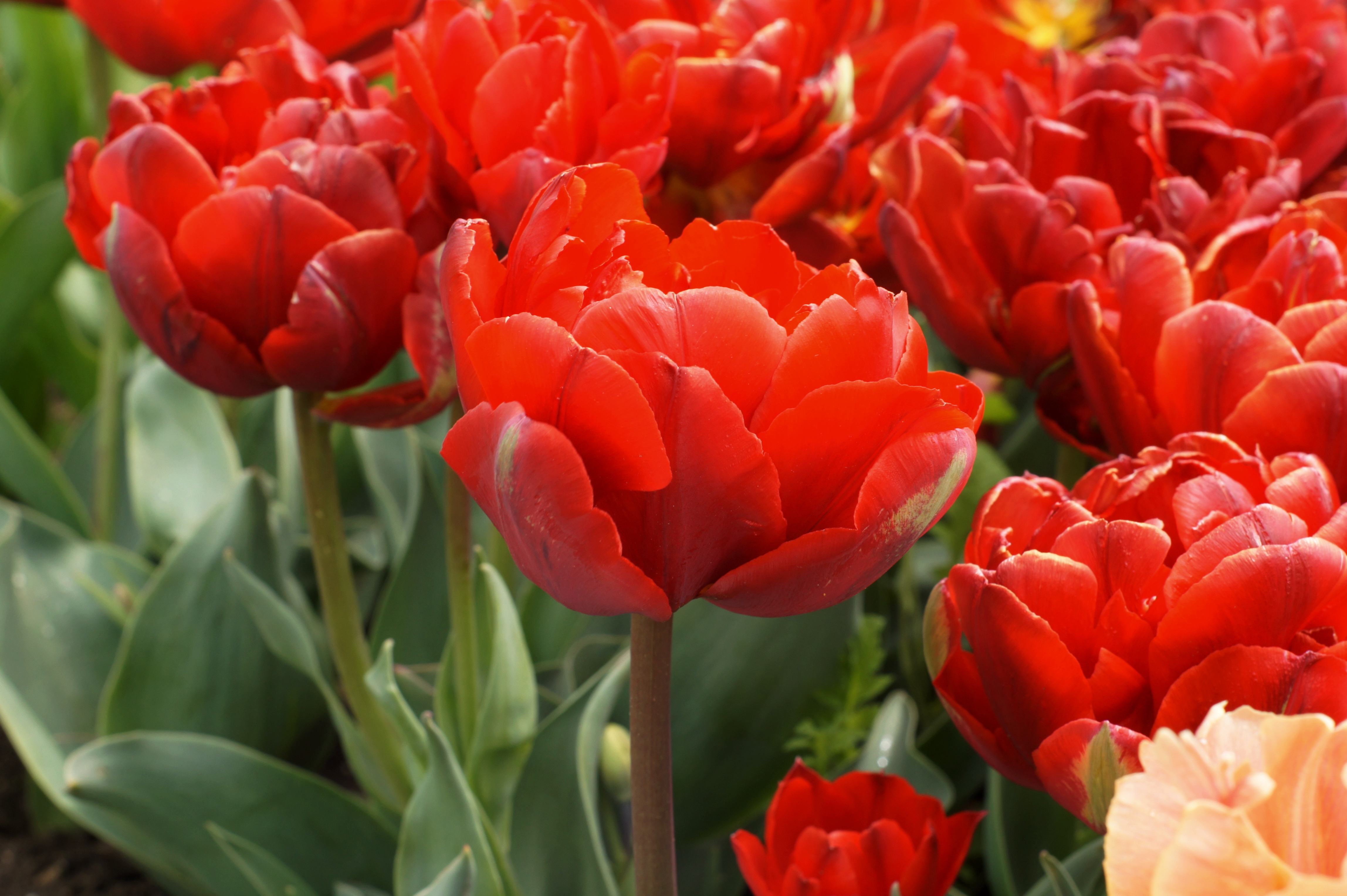 Nahaufnahme mehrerer roter Tulpen mit gefüllten Blütenblättern in einem Beet, grüne Blätter im Hintergrund.