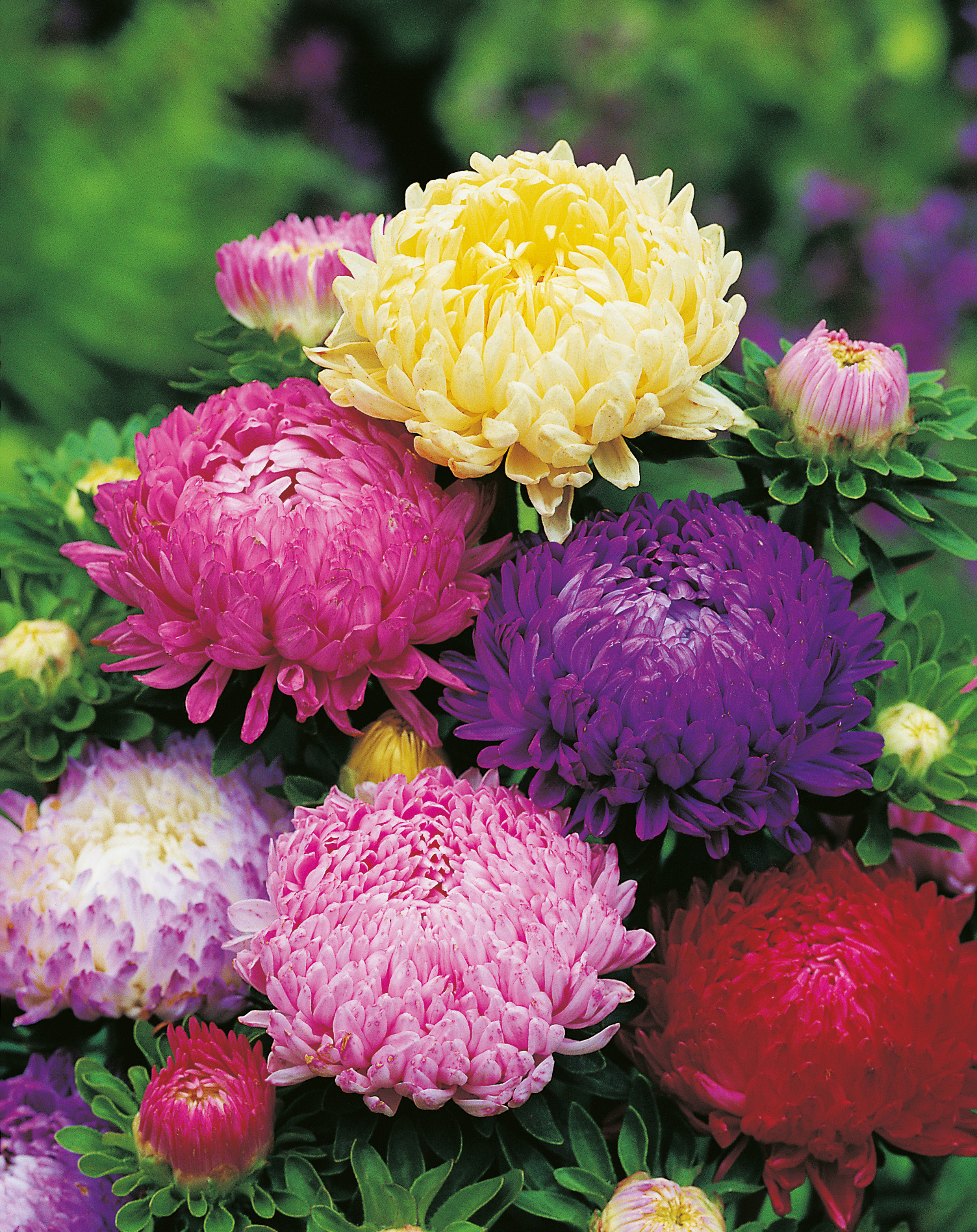 94630_Herzoginastern Mix (Pulling) Nahaufnahme bunter Asterblüten in Gelb, Pink, Violett und Rot auf grünem Blattwerk