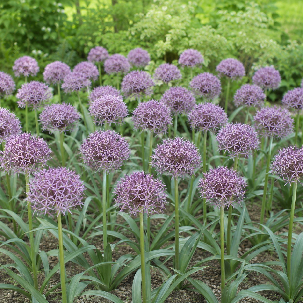 Allium christophii (albopilosum)