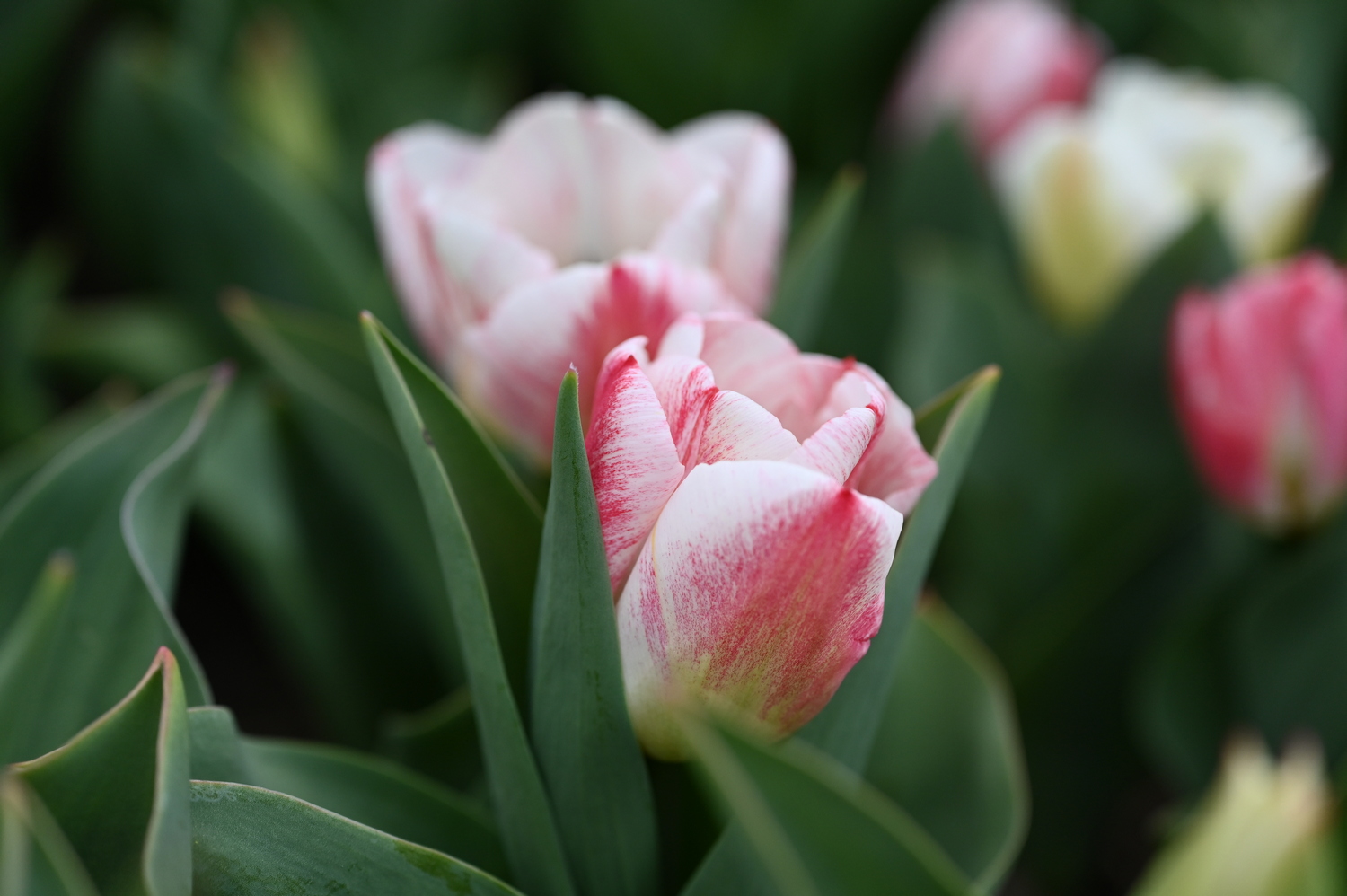 Triumph-Tulpen Calgary Sensation