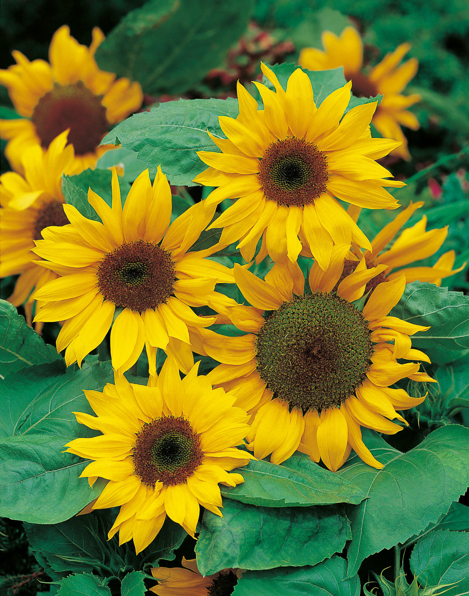 Sonnenblumen Waooh