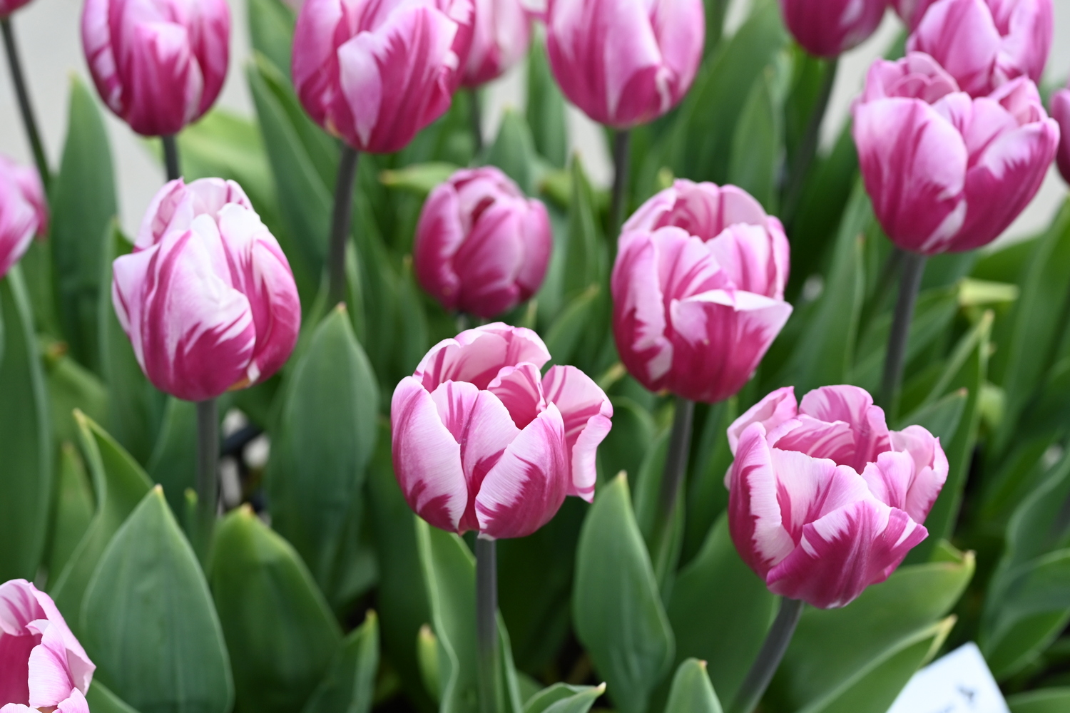 Nahaufnahme: Rosa-weiß gestreifte Tulpen in voller Blüte mit grünen Blättern
