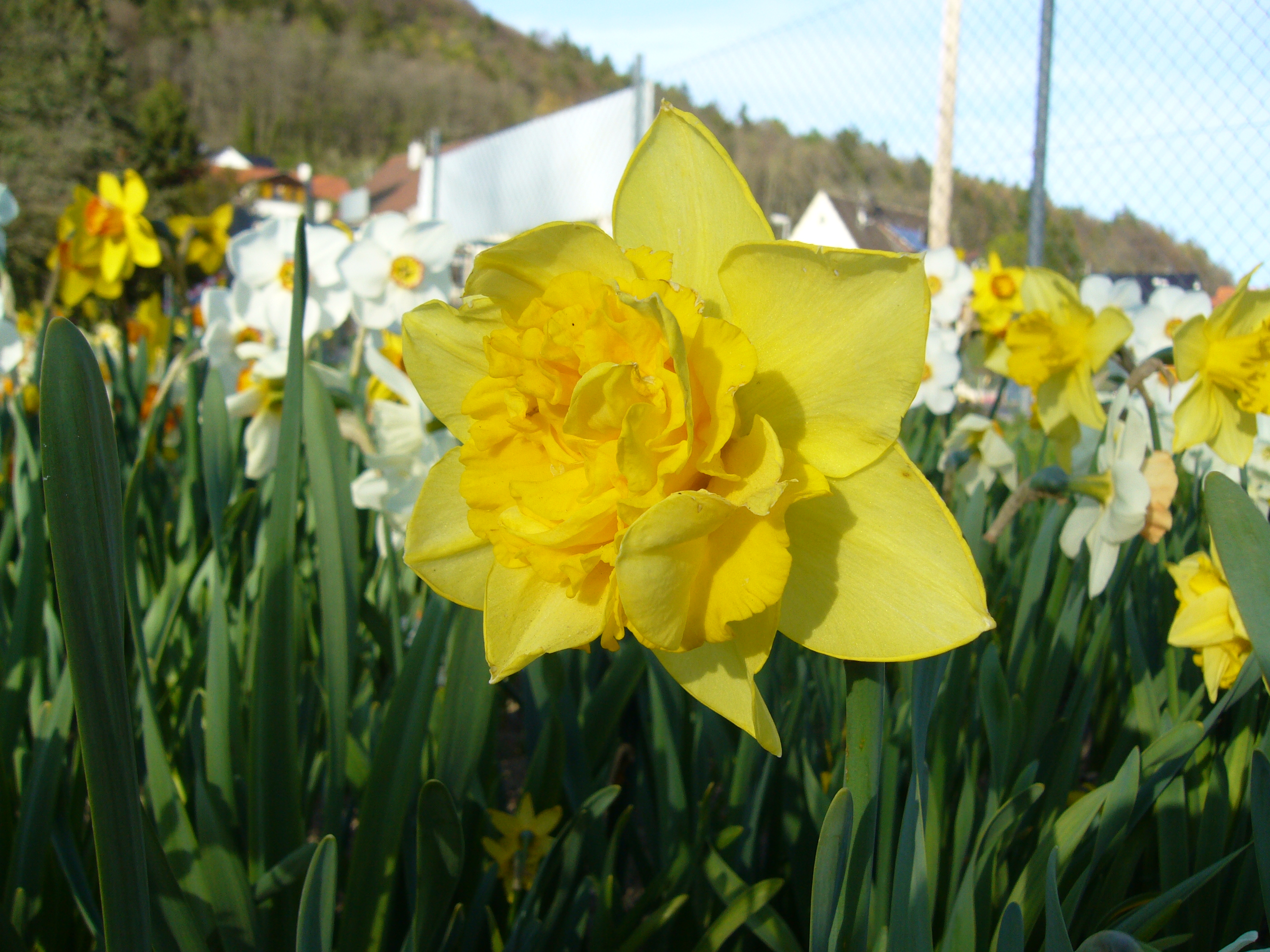 Nahaufnahme einer gefüllten gelben Narzissenblüte in einem Beet mit weiteren Narzissen, grünen Blattstielen und unscharfem Hintergrund mit Häusern und Zaun
